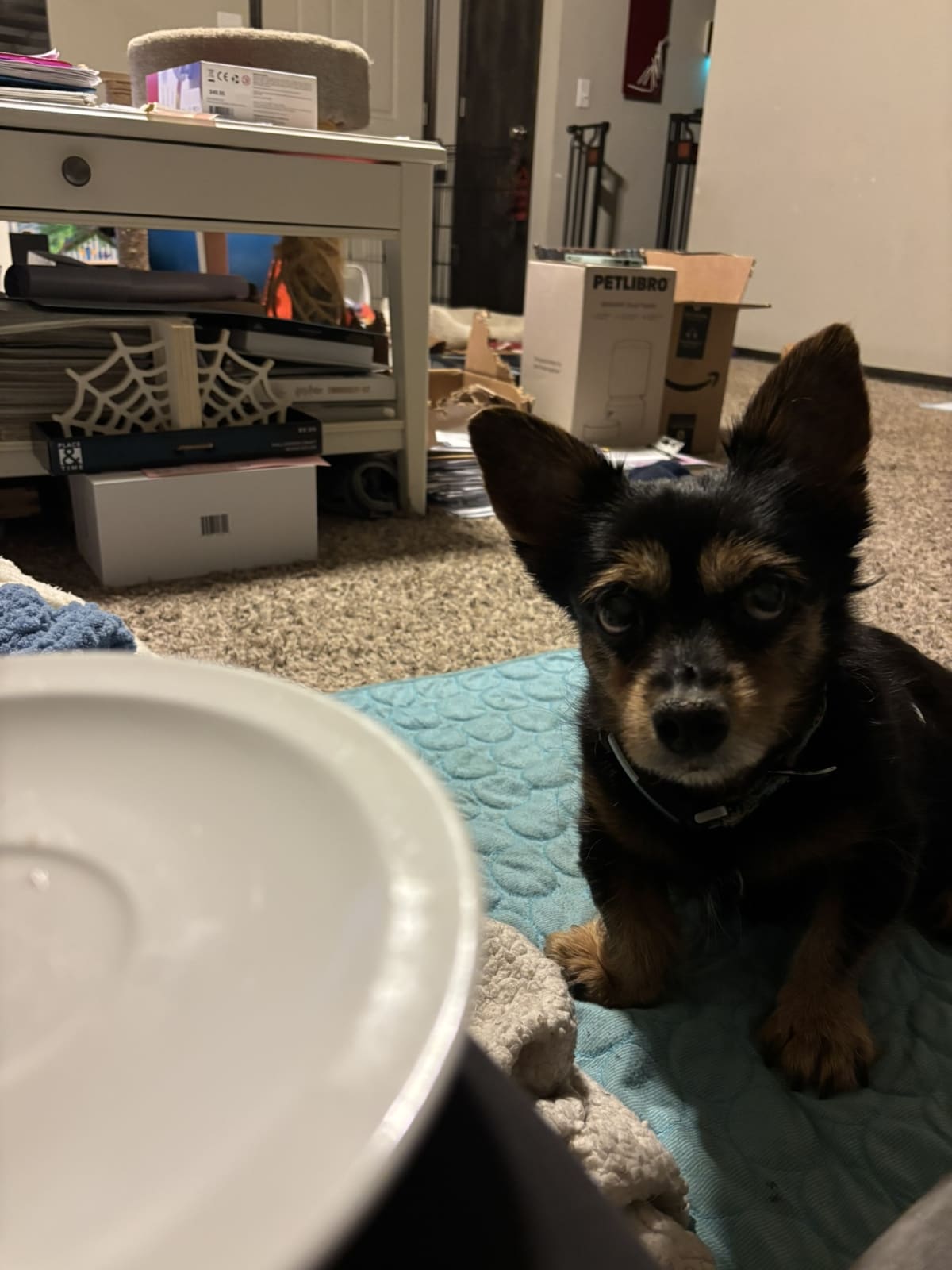 Displaying my best puppy dog look so mom will share her treat with me