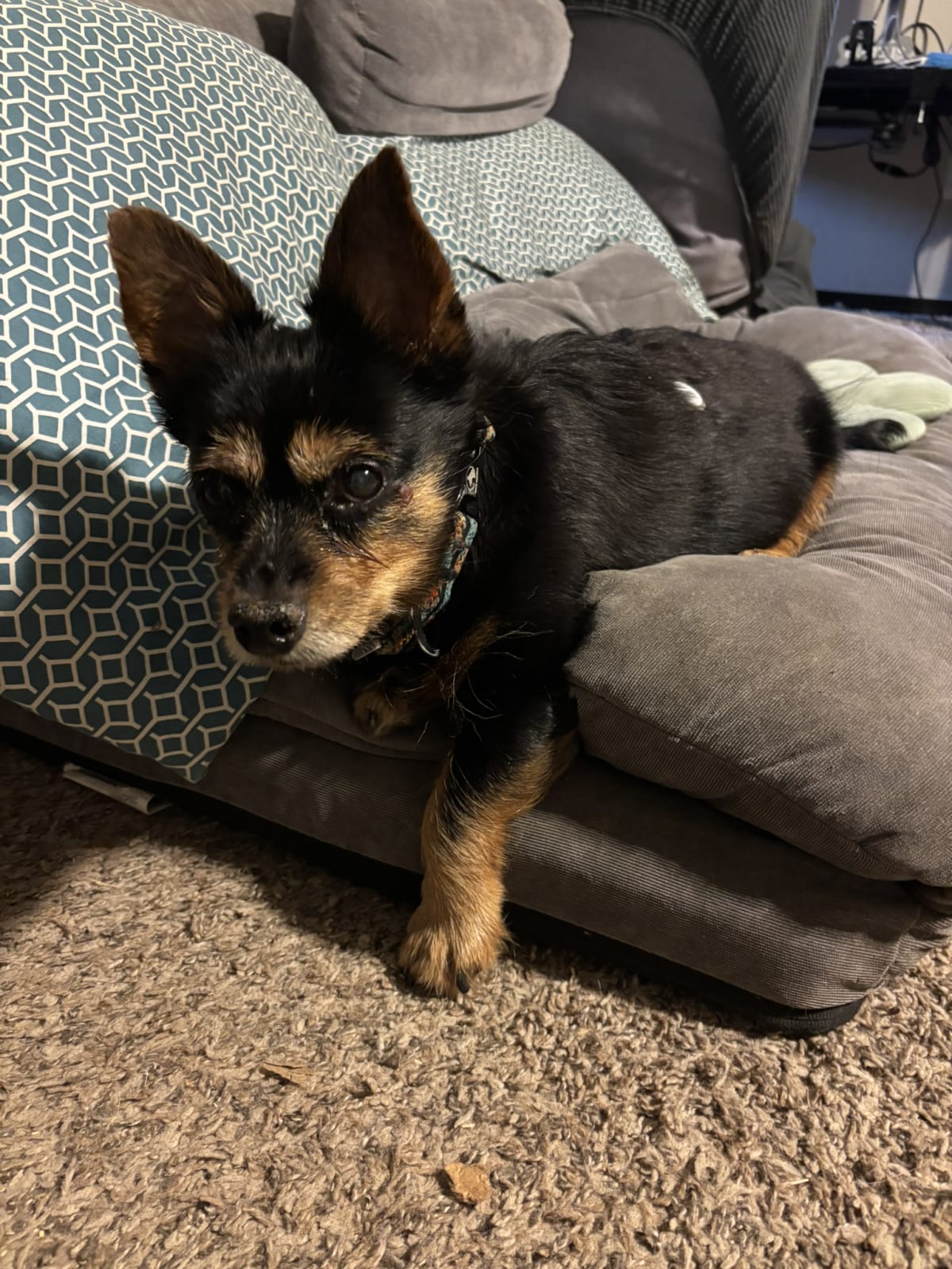 Looking so cute in my spot with one leg ready in case mom heads to the treats