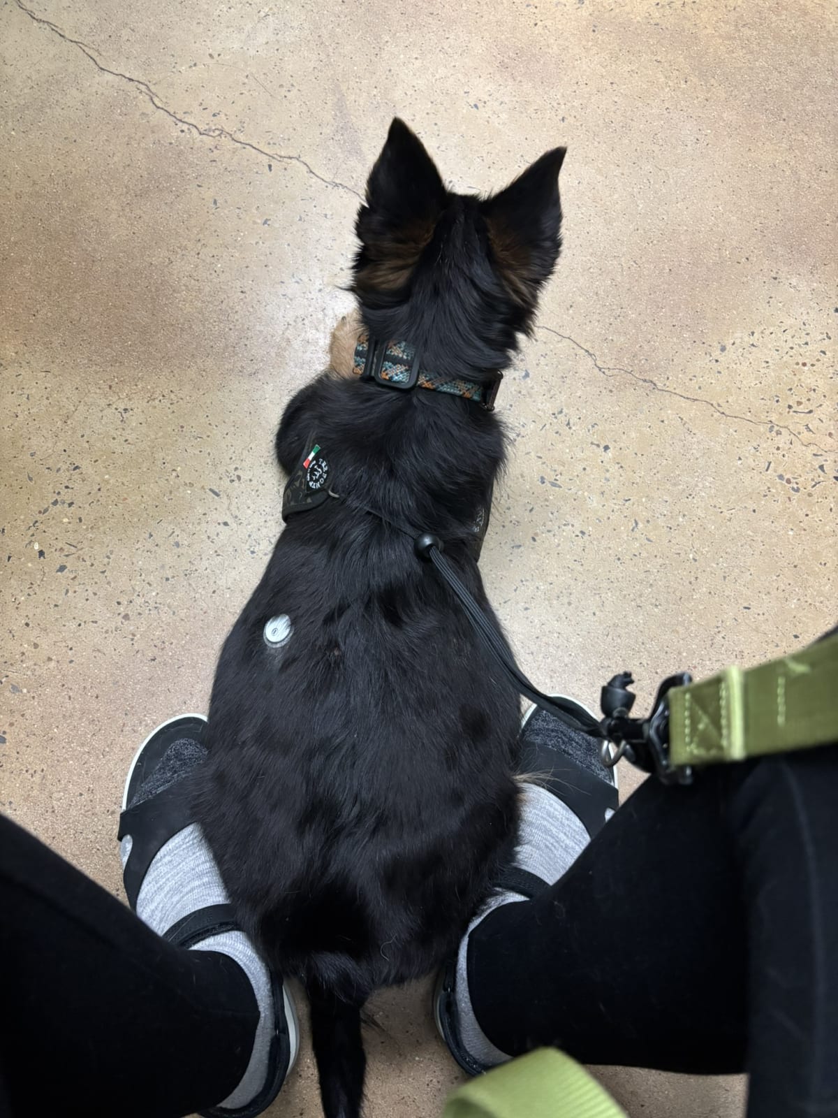 Waiting so patiently for my eye appointment. I am always a perfect good boy for my appointments.