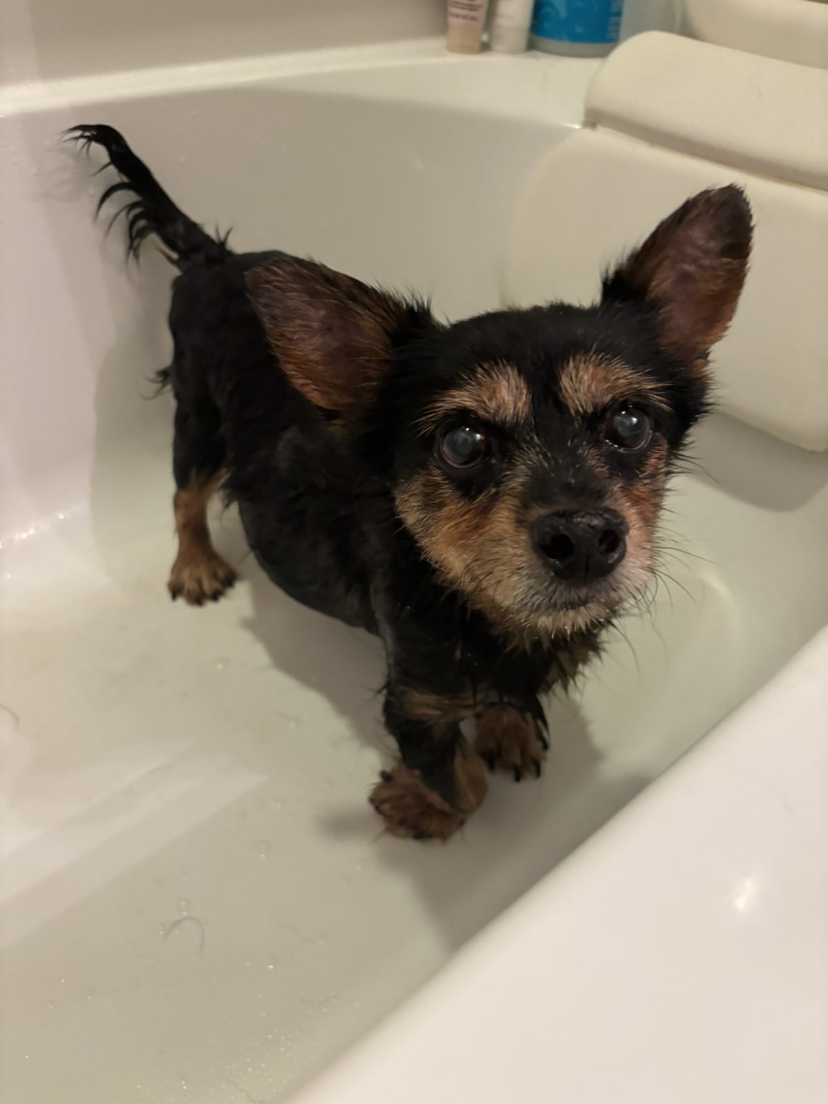 Mom thinks I'm adorable soaking wet. She's lucky I am so tolerant