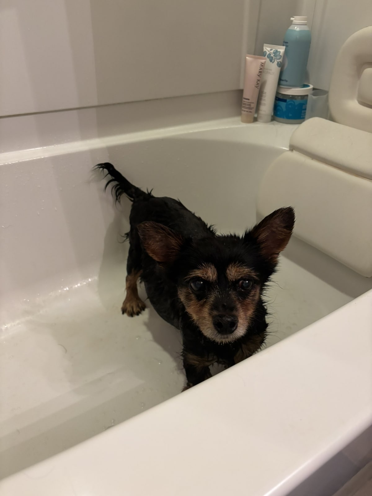 Mom thinks I'm adorable soaking wet. She's lucky I am so tolerant