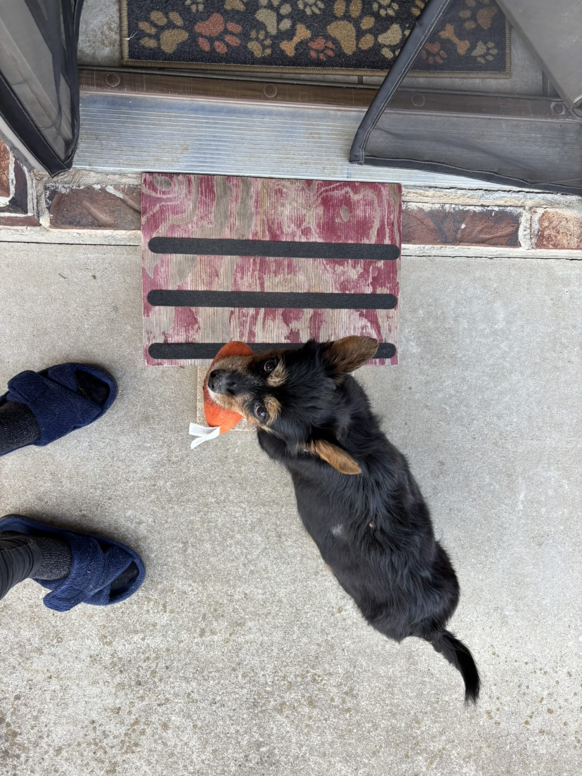 Walking in carefully so momma doesn't get my toy!