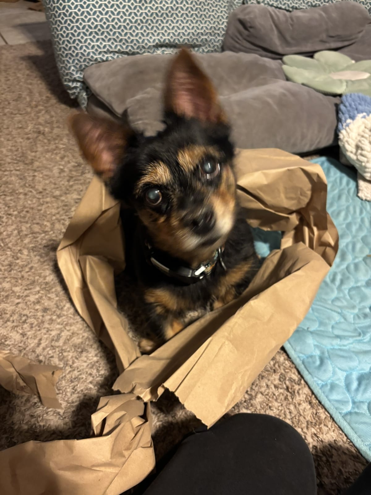 Looking so cute while mom plays with the packaging paper