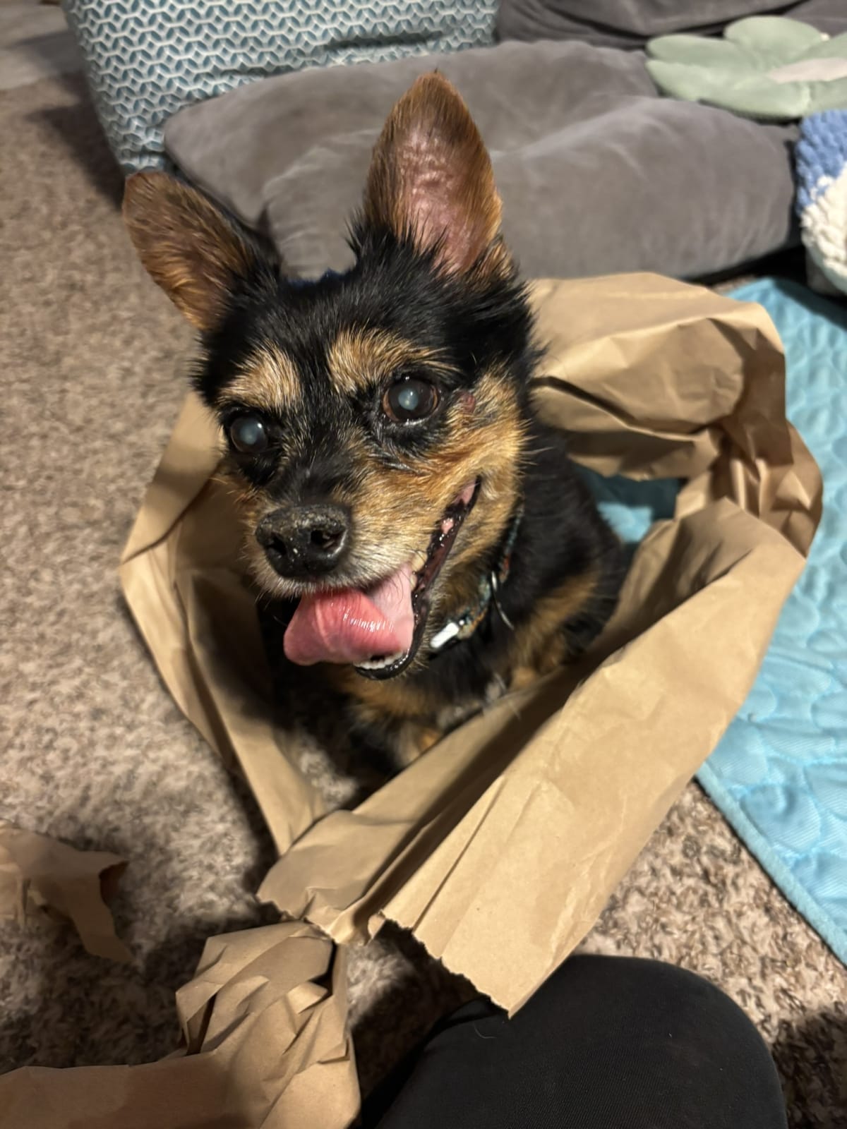 Looking so cute while mom plays with the packaging paper