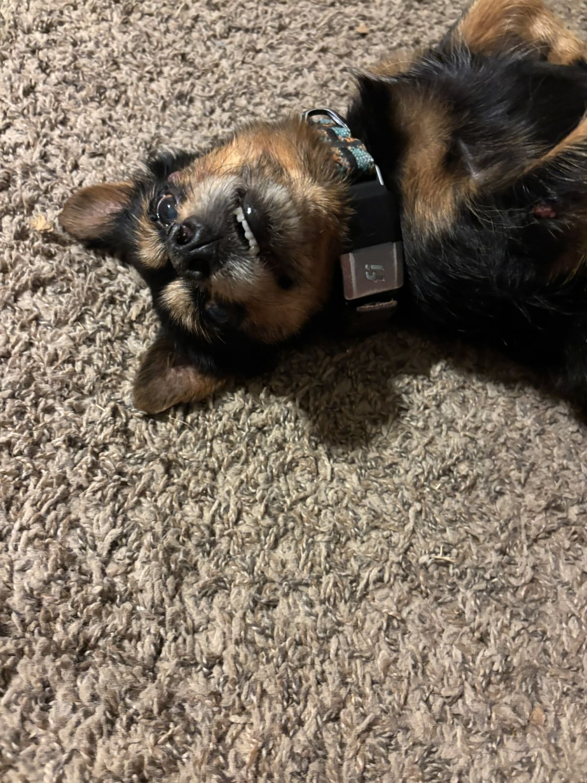 Rolling over for belly rubs, looking oh so very cute