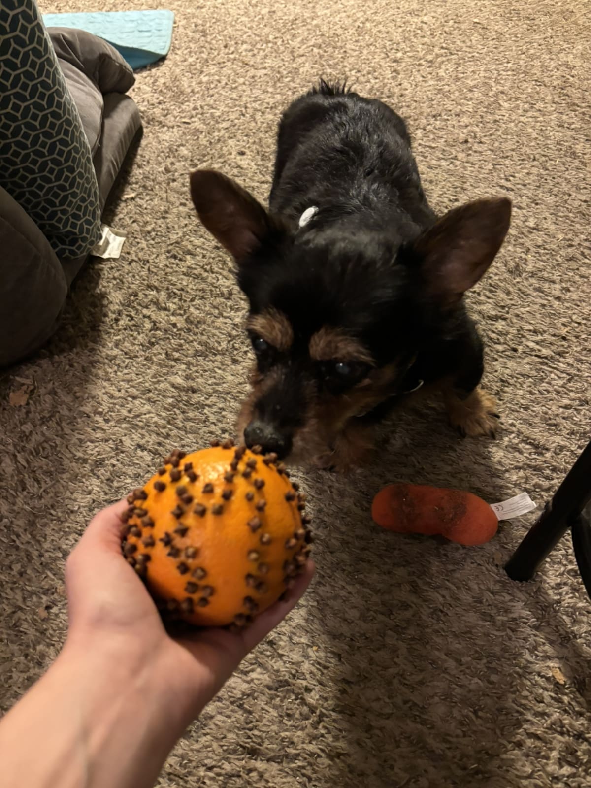 Inspecting mom's handy work