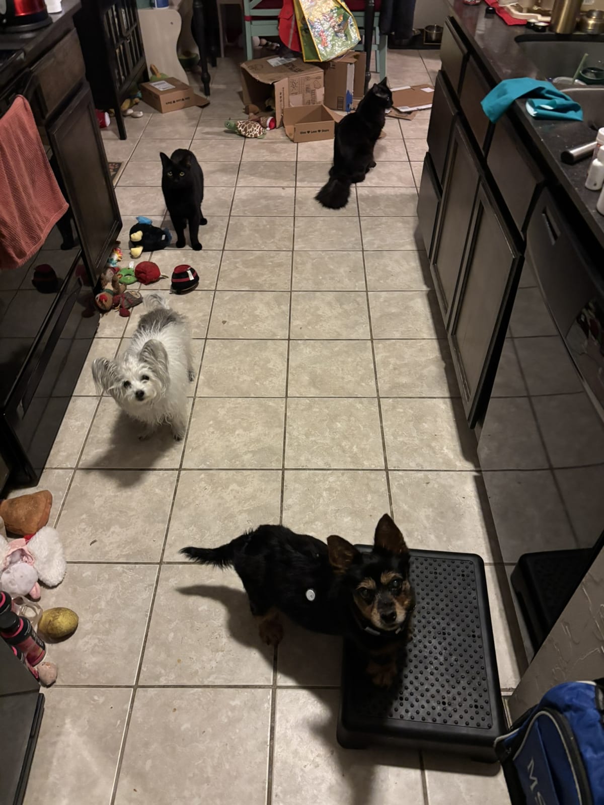 Waiting so eagerly for treats!
