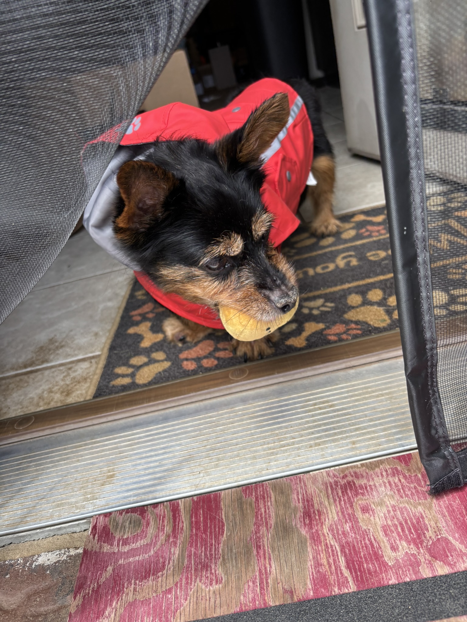 Neville in his adorable rain jacket