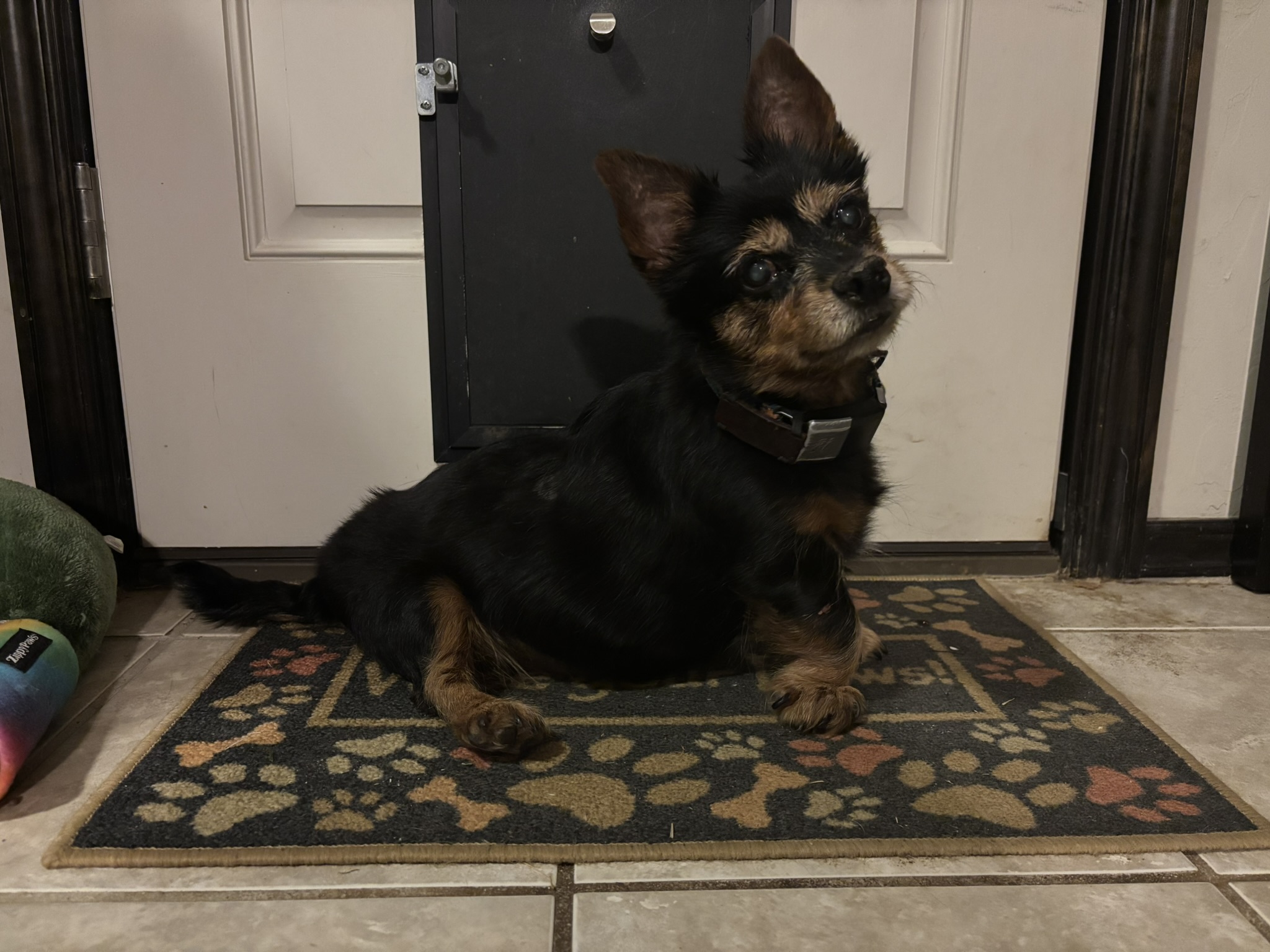 Neville waiting so patiently by the back door