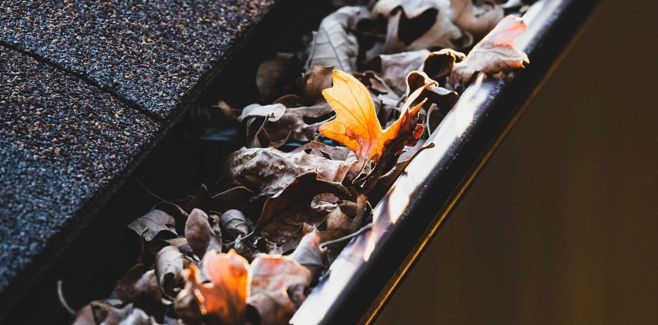 watering plant with watewring can