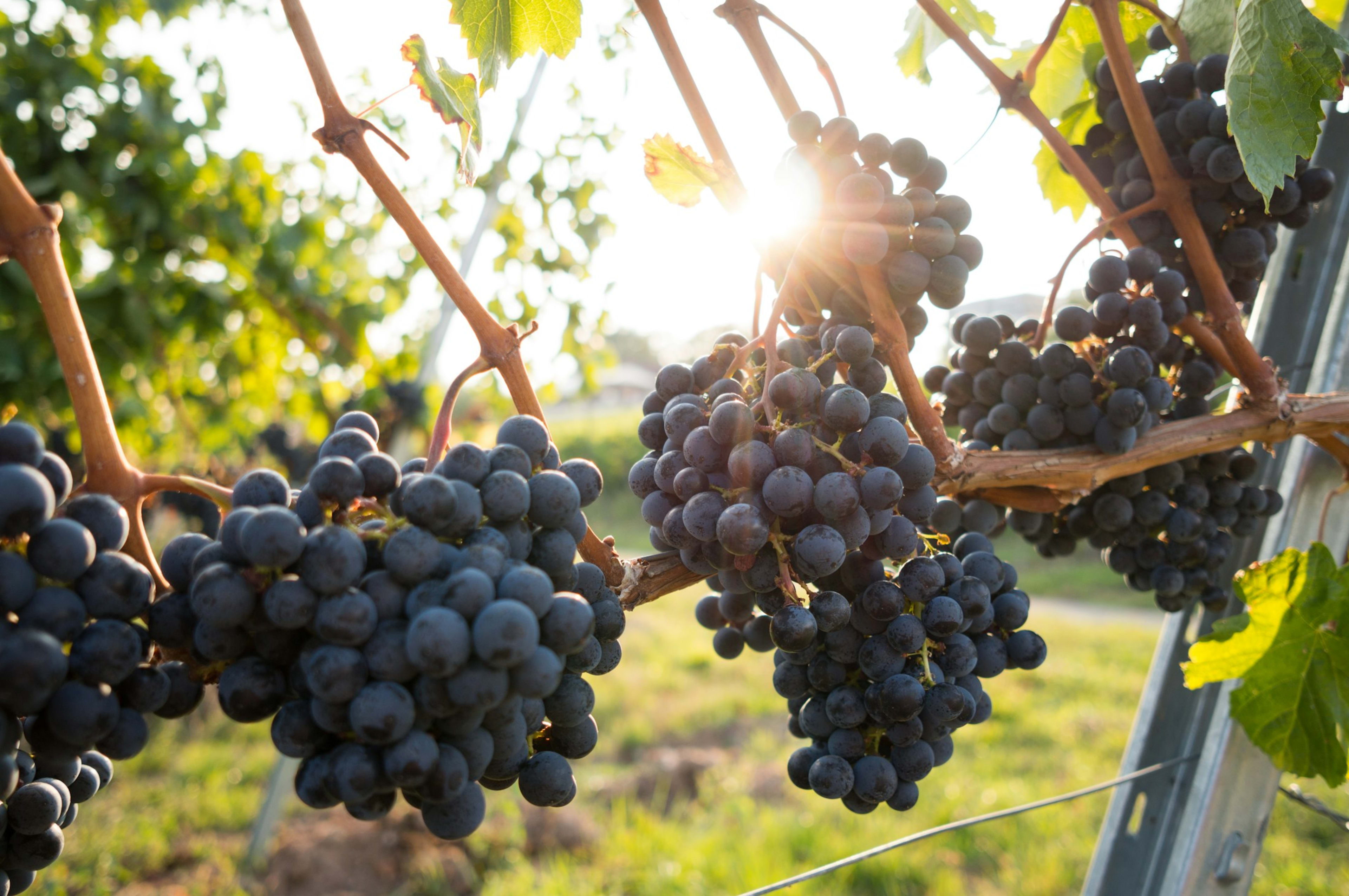 Red grapes