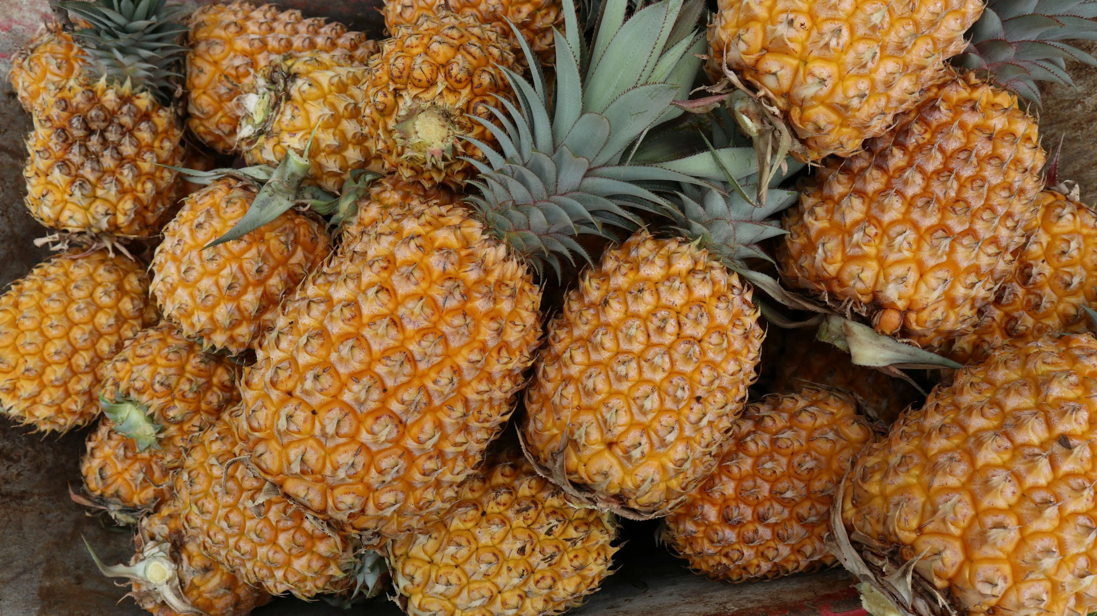 Fresh whole pineapple
