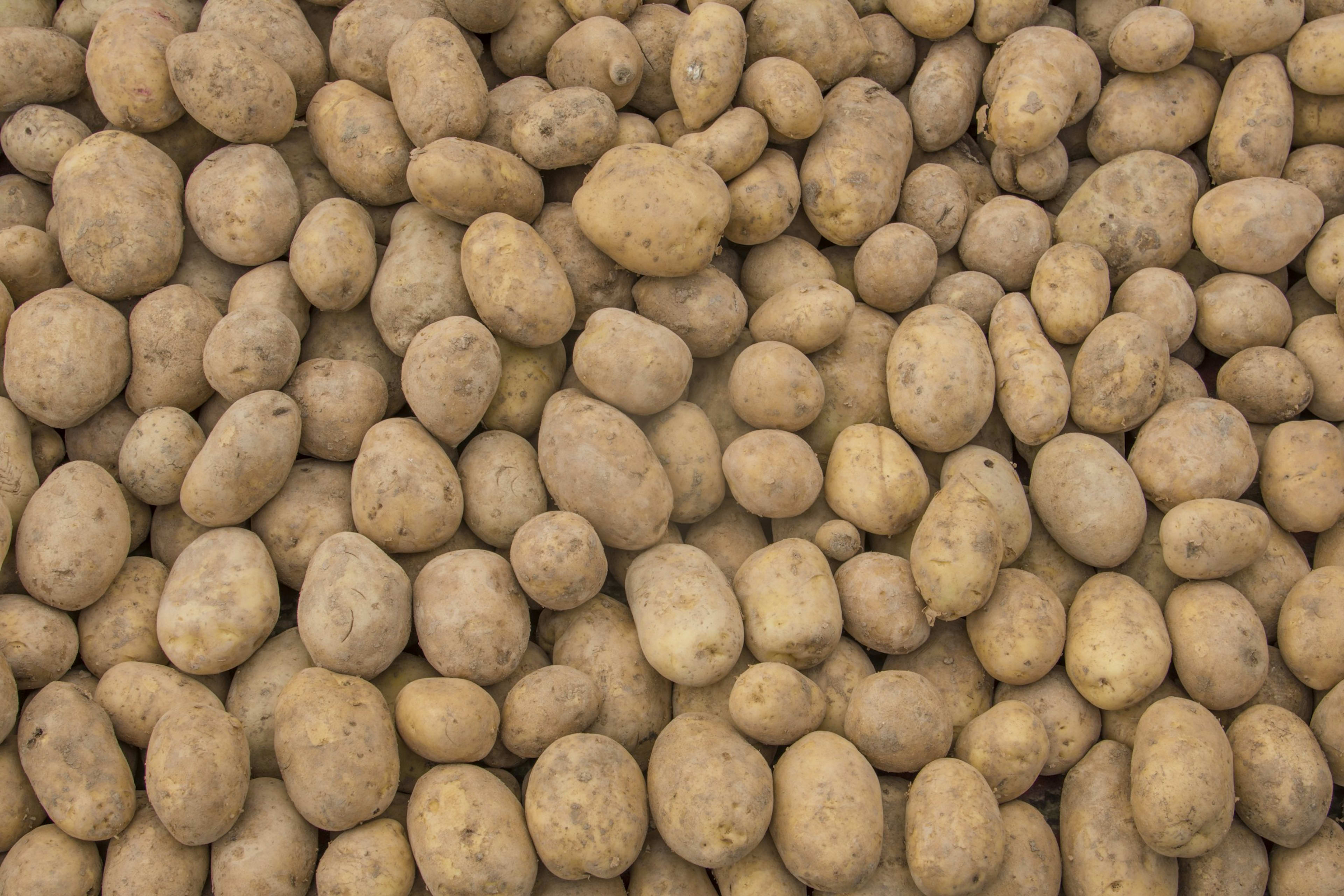 Fresh potatoes
