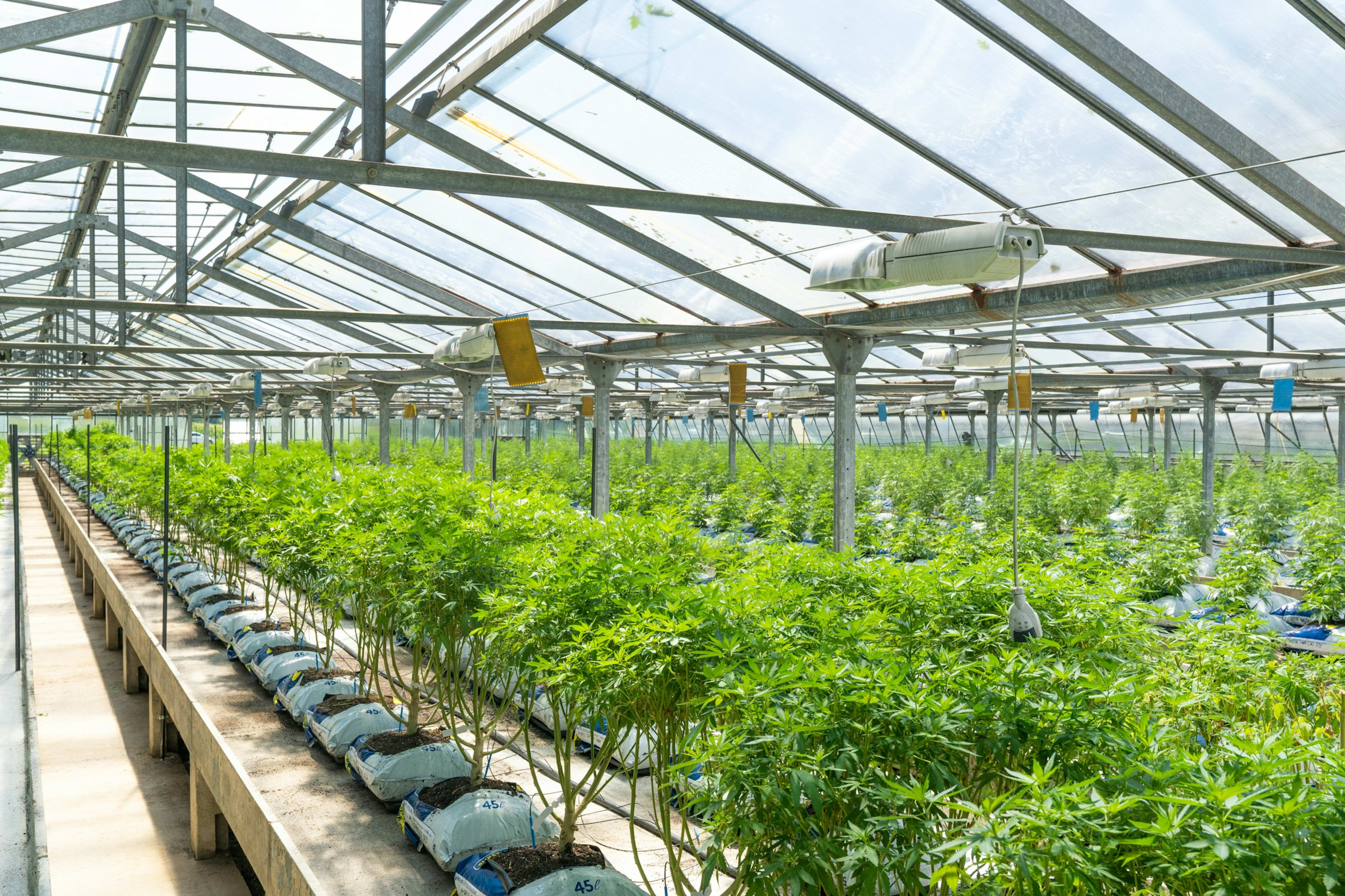 Lush greenhouse rows of fresh produce