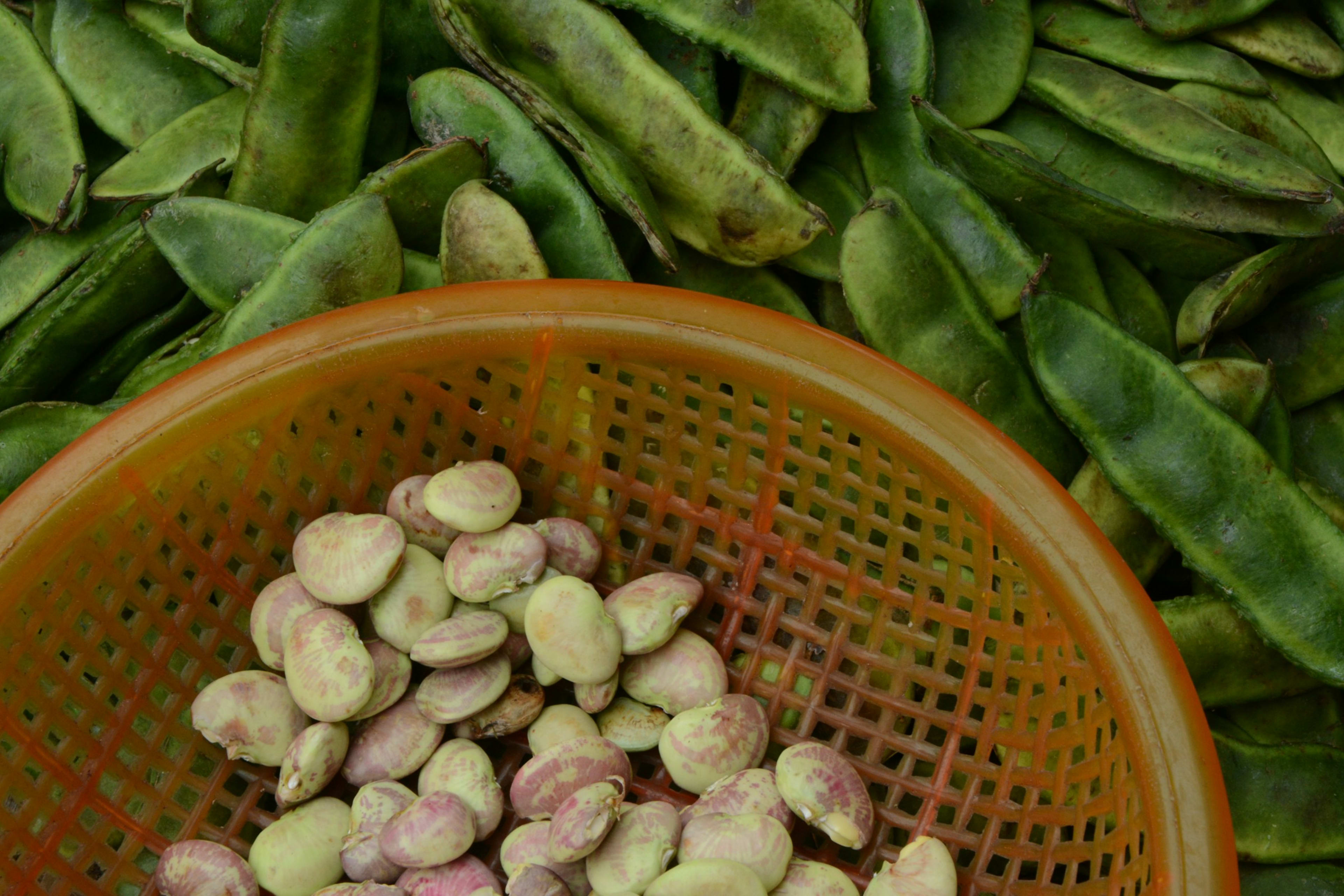 Fresh broad beans