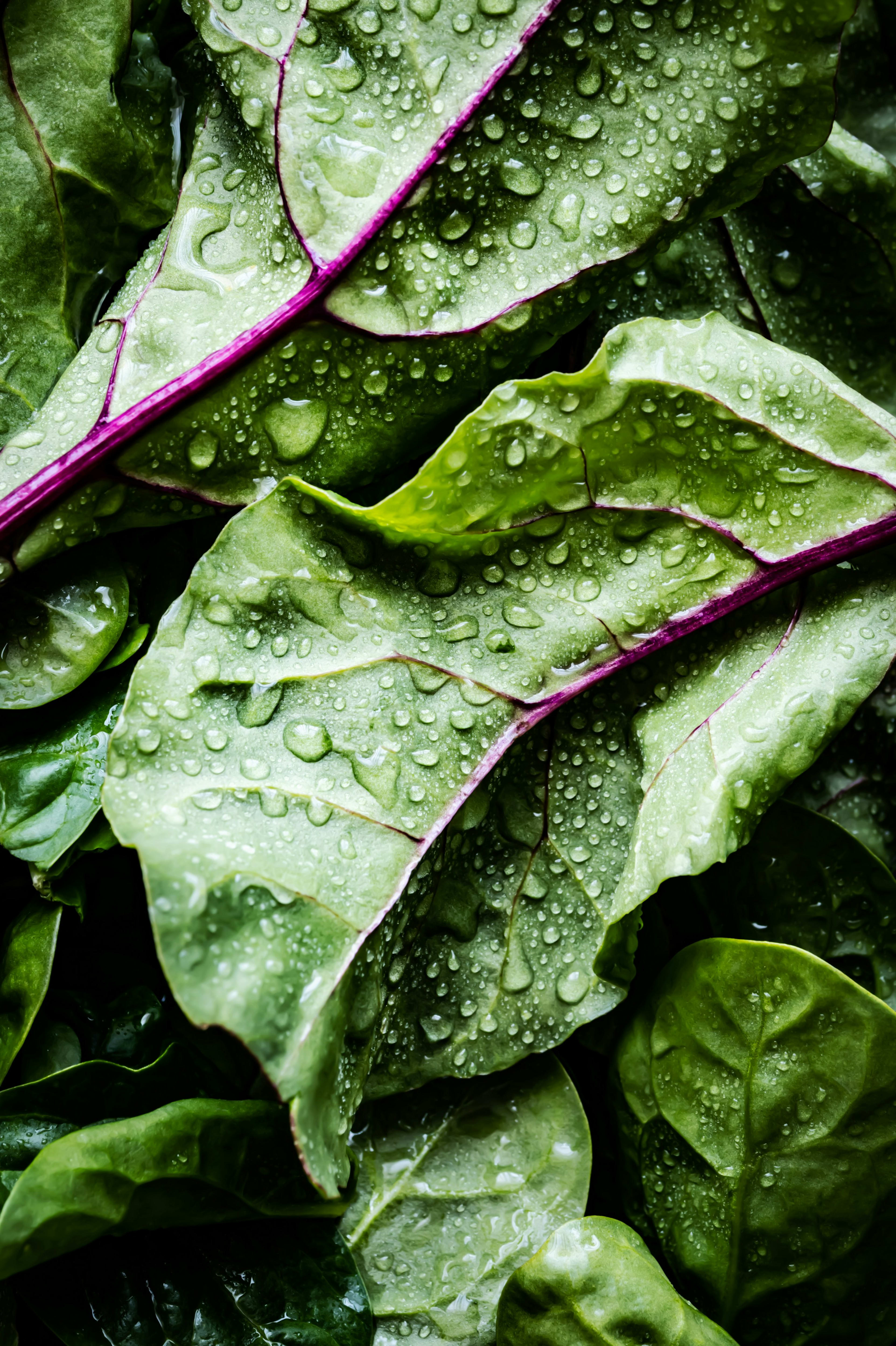 Fresh spinach leaves