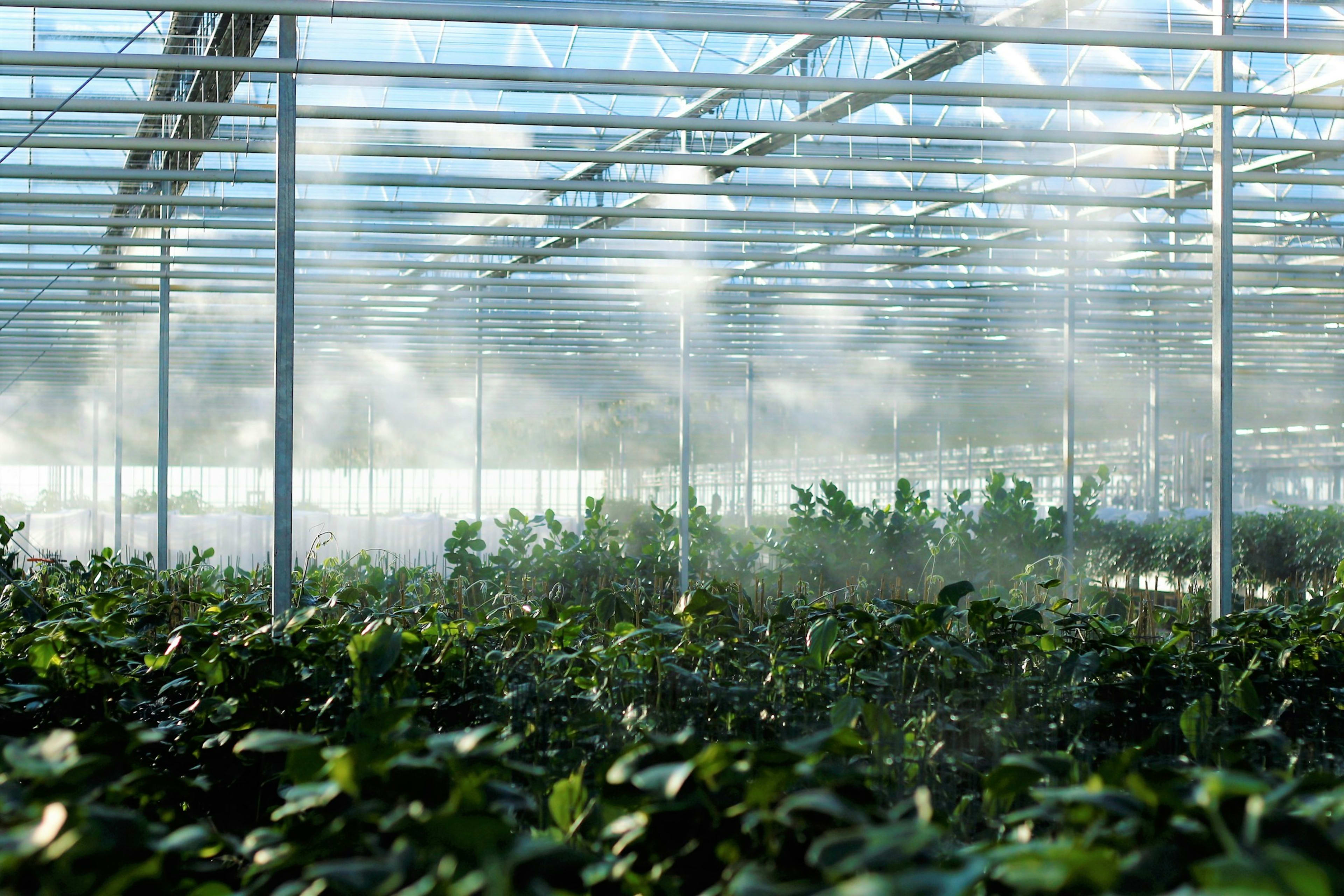 Hand-tended growing operation