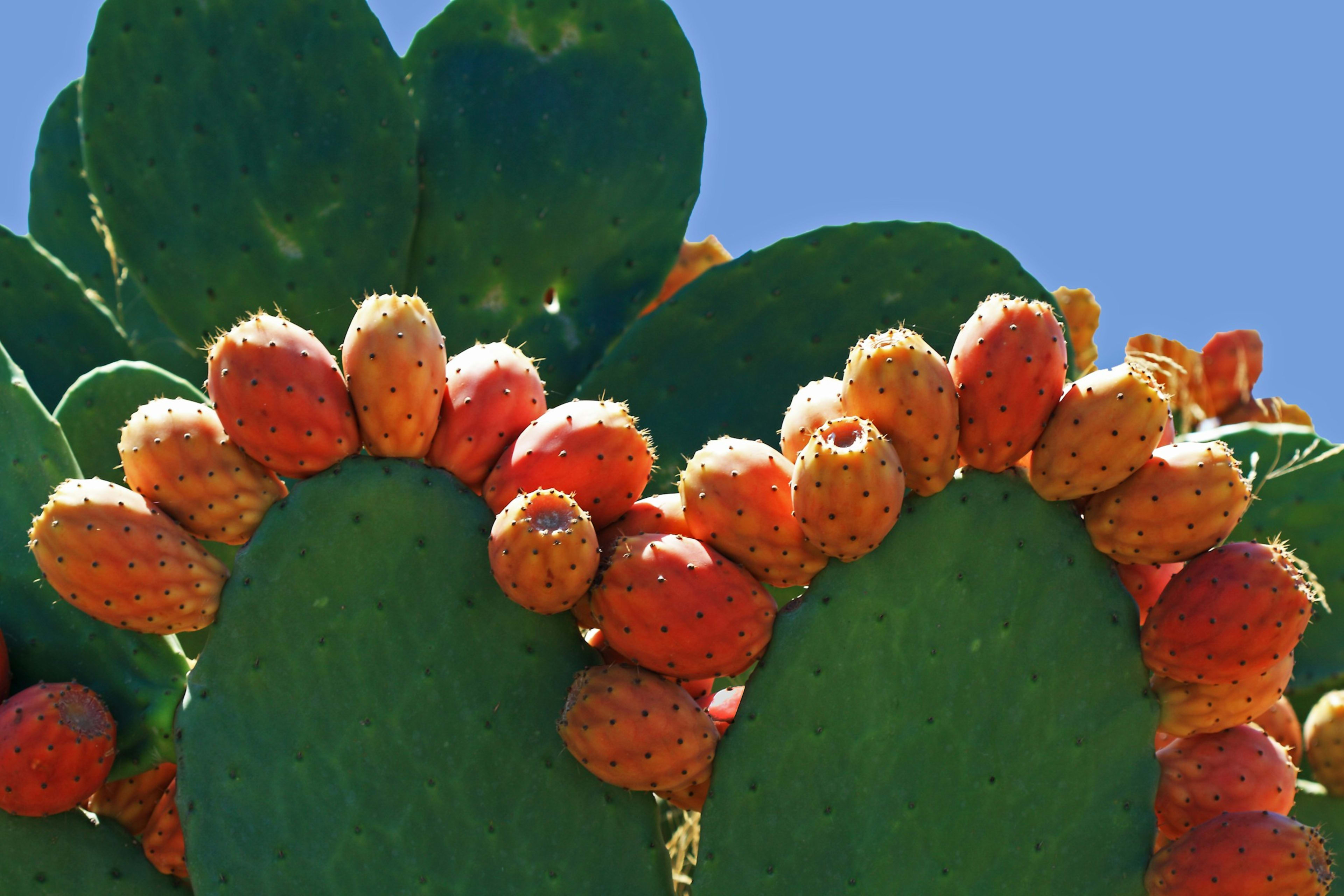 Prickly pear fruit