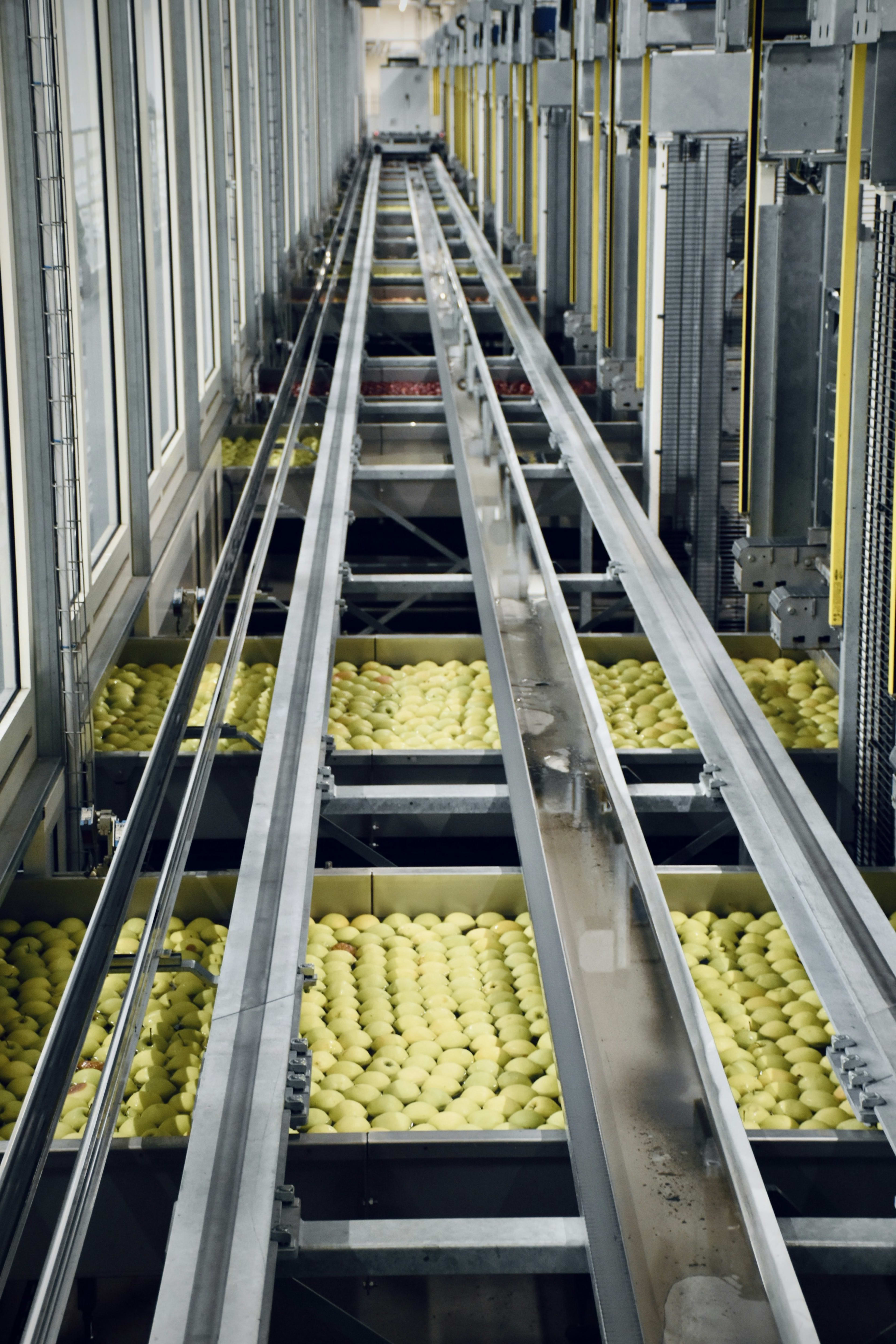 Misr Cooling IQF freezing line for fruits and vegetables in Qalyubia, Egypt
