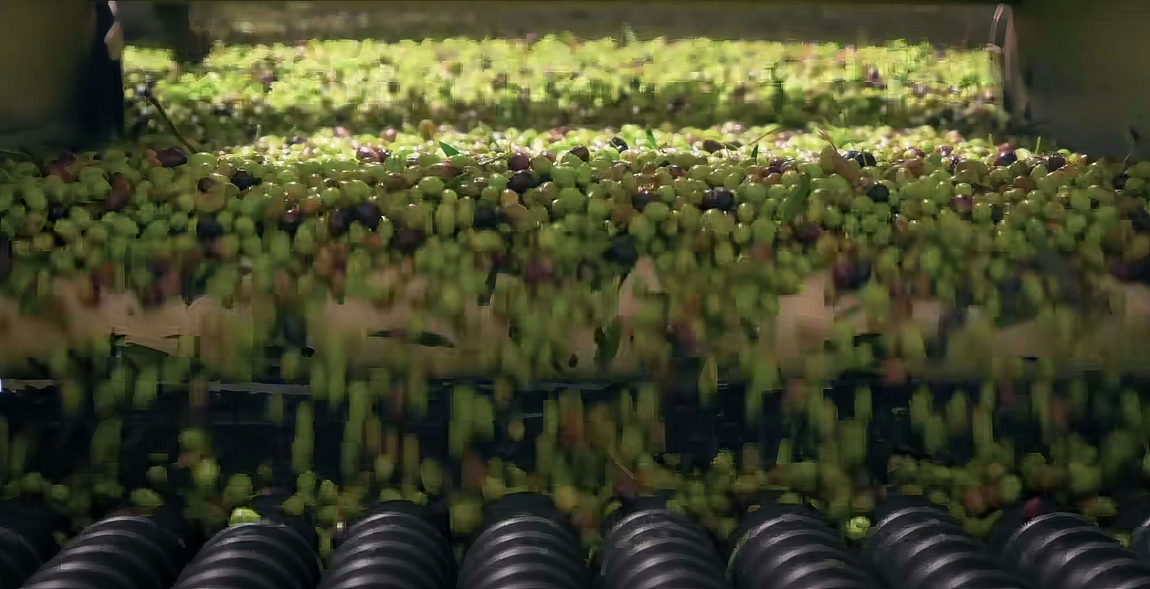 IQF freezing line for fruits and vegetables