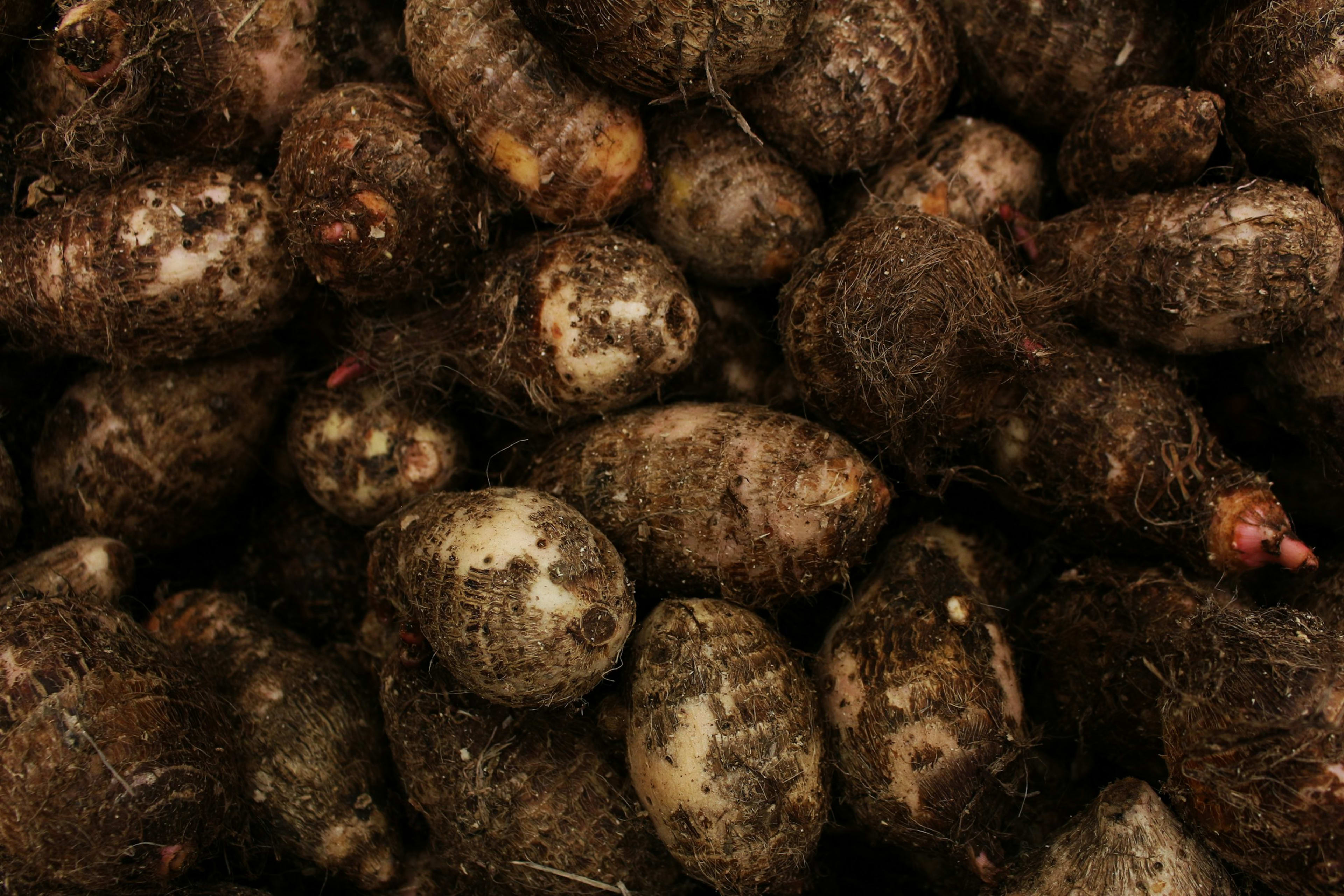 Taro root