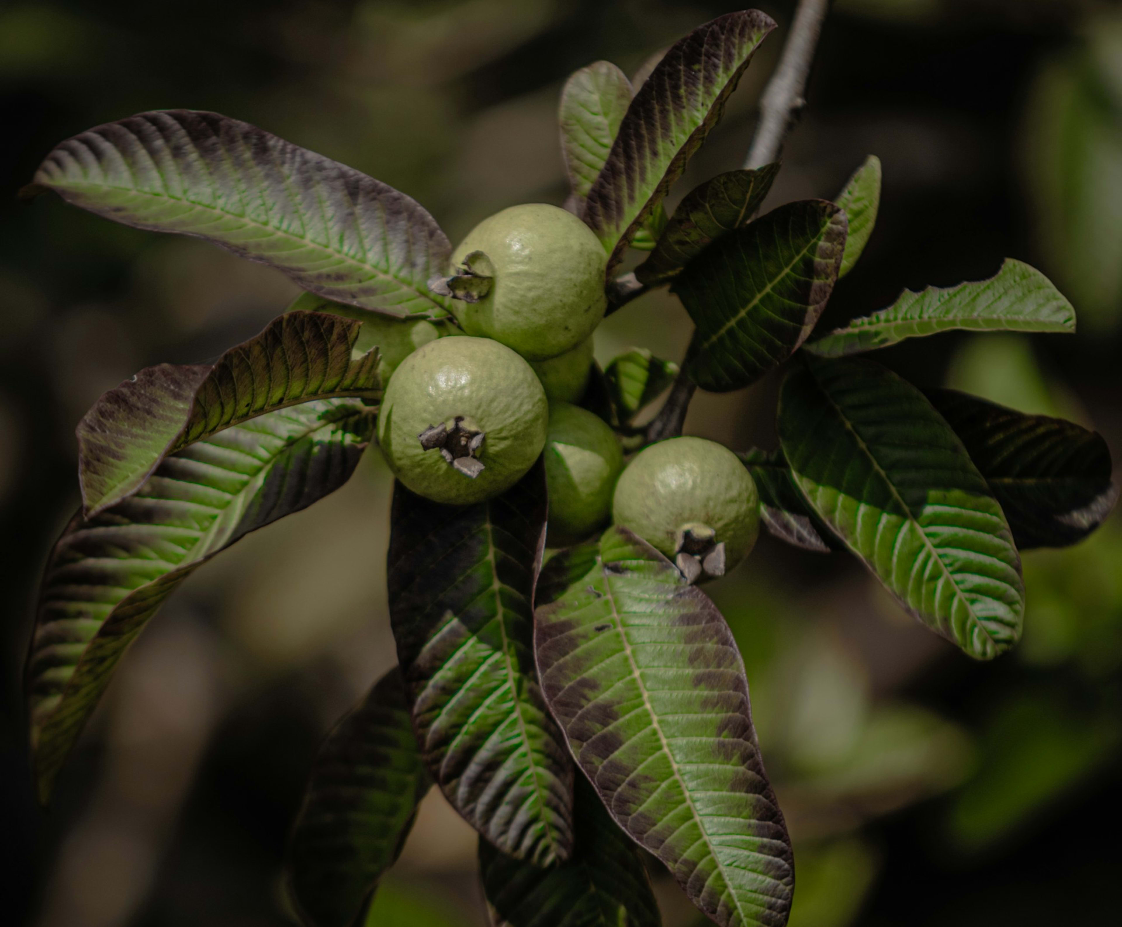 Whole guava