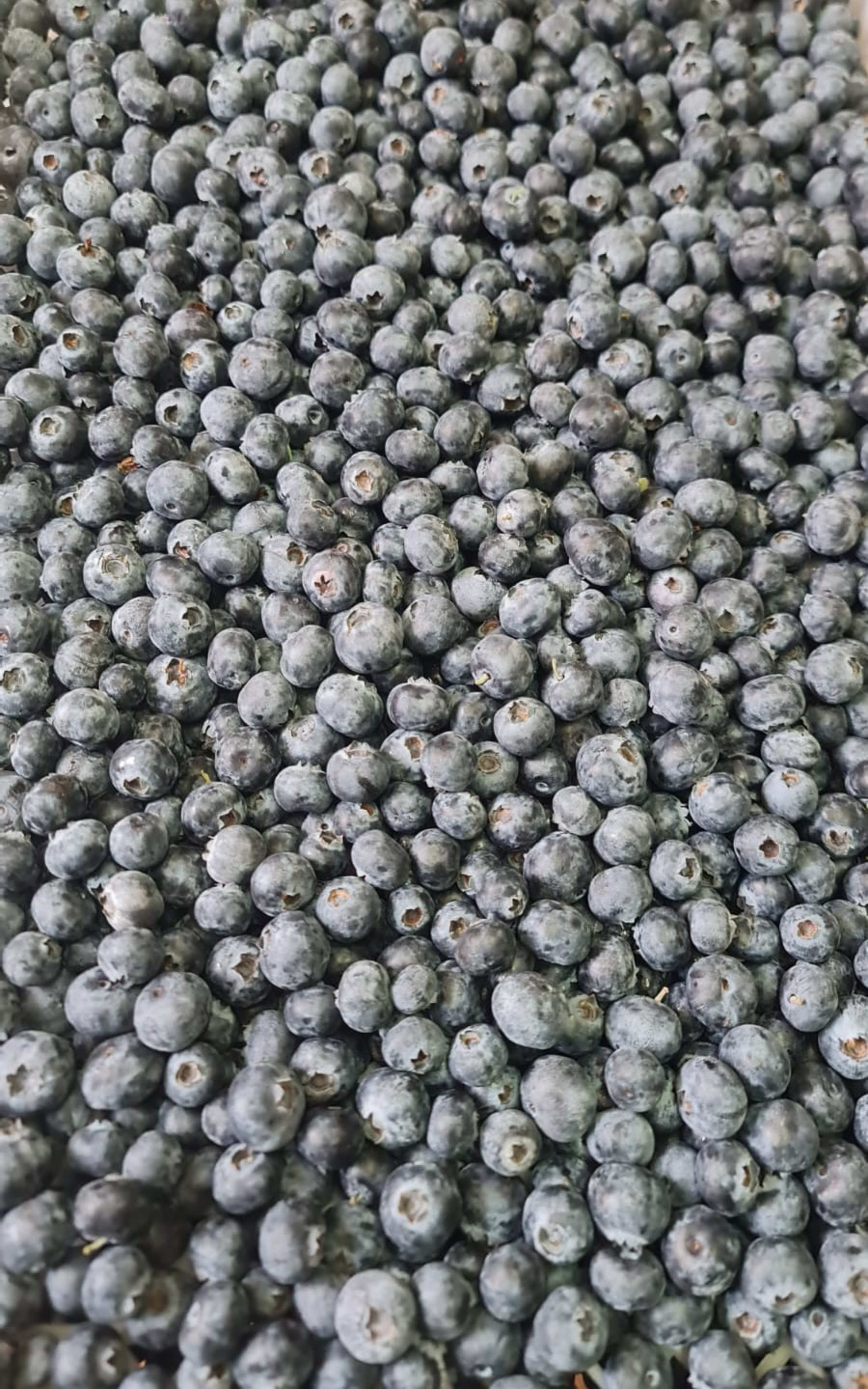 Fresh blueberries