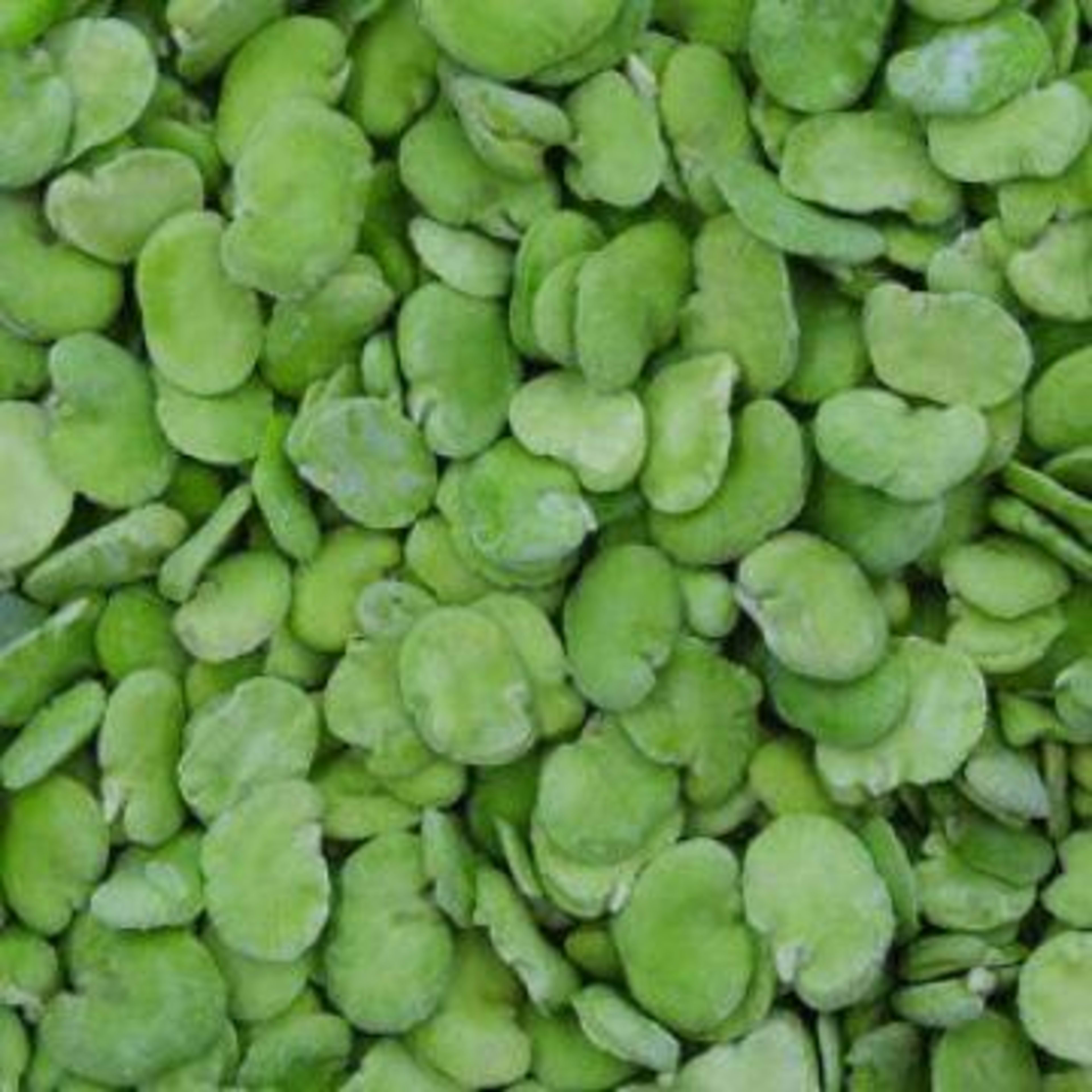 Fresh broad beans