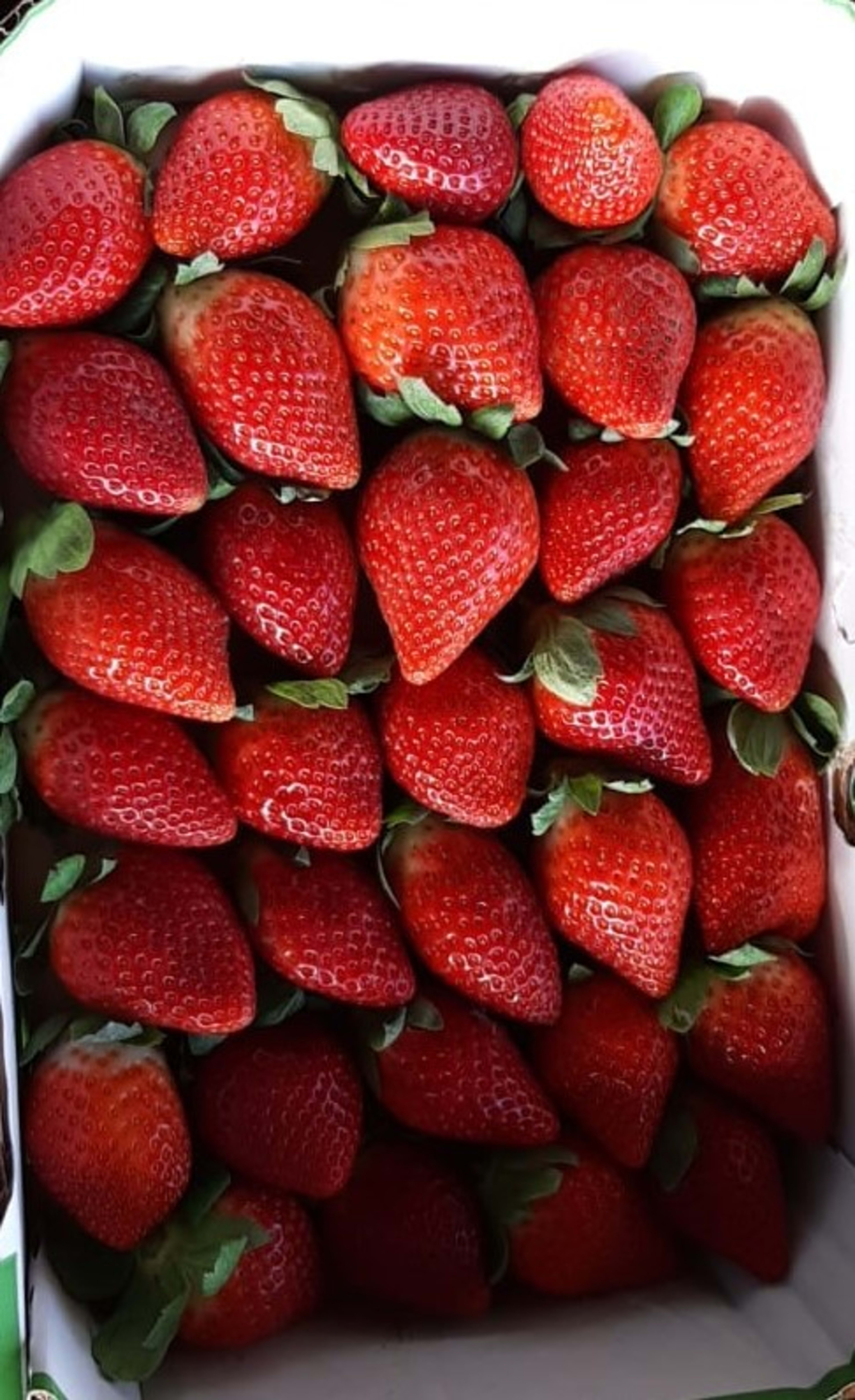 Fresh strawberries