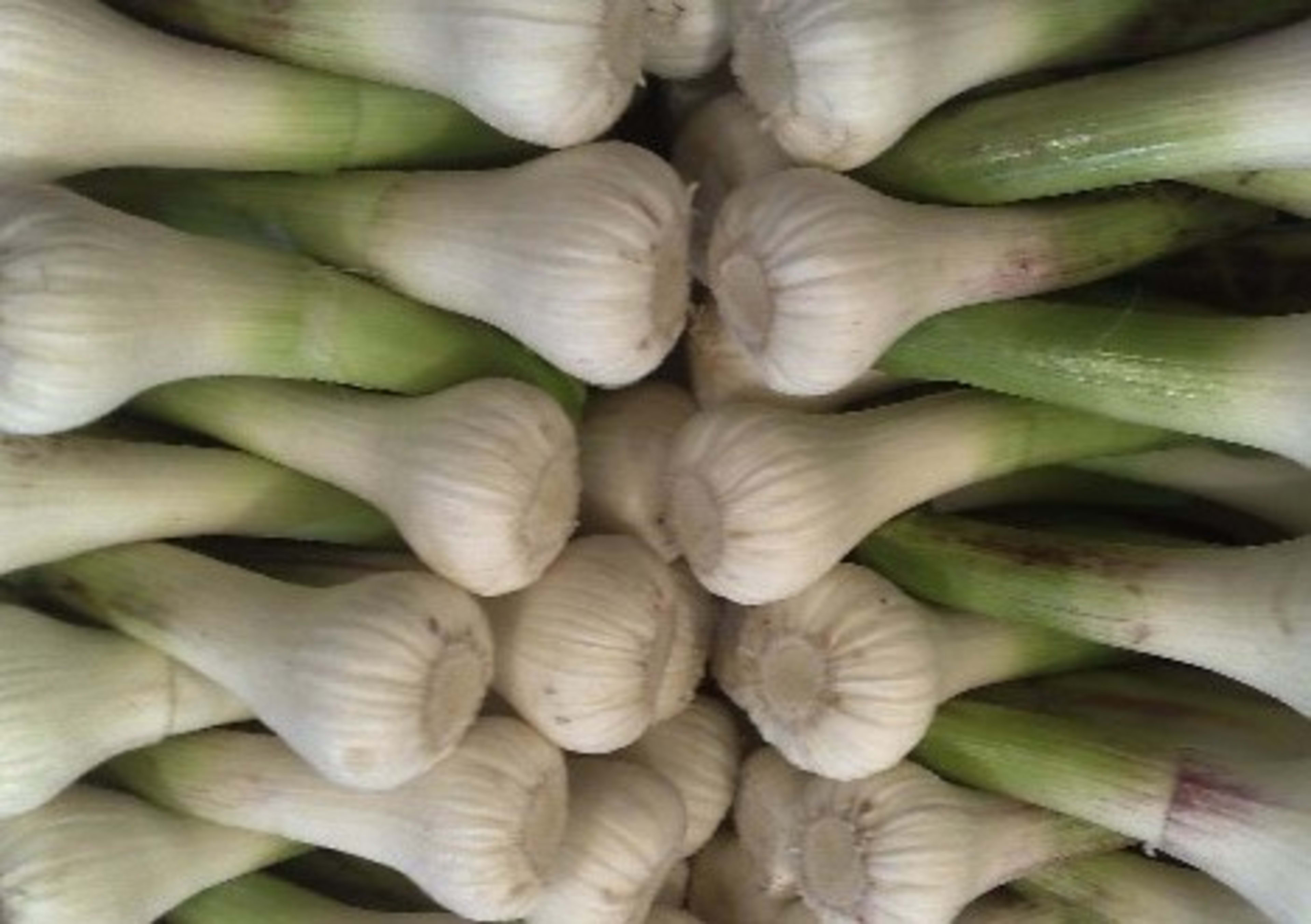 Fresh garlic bulbs and cloves