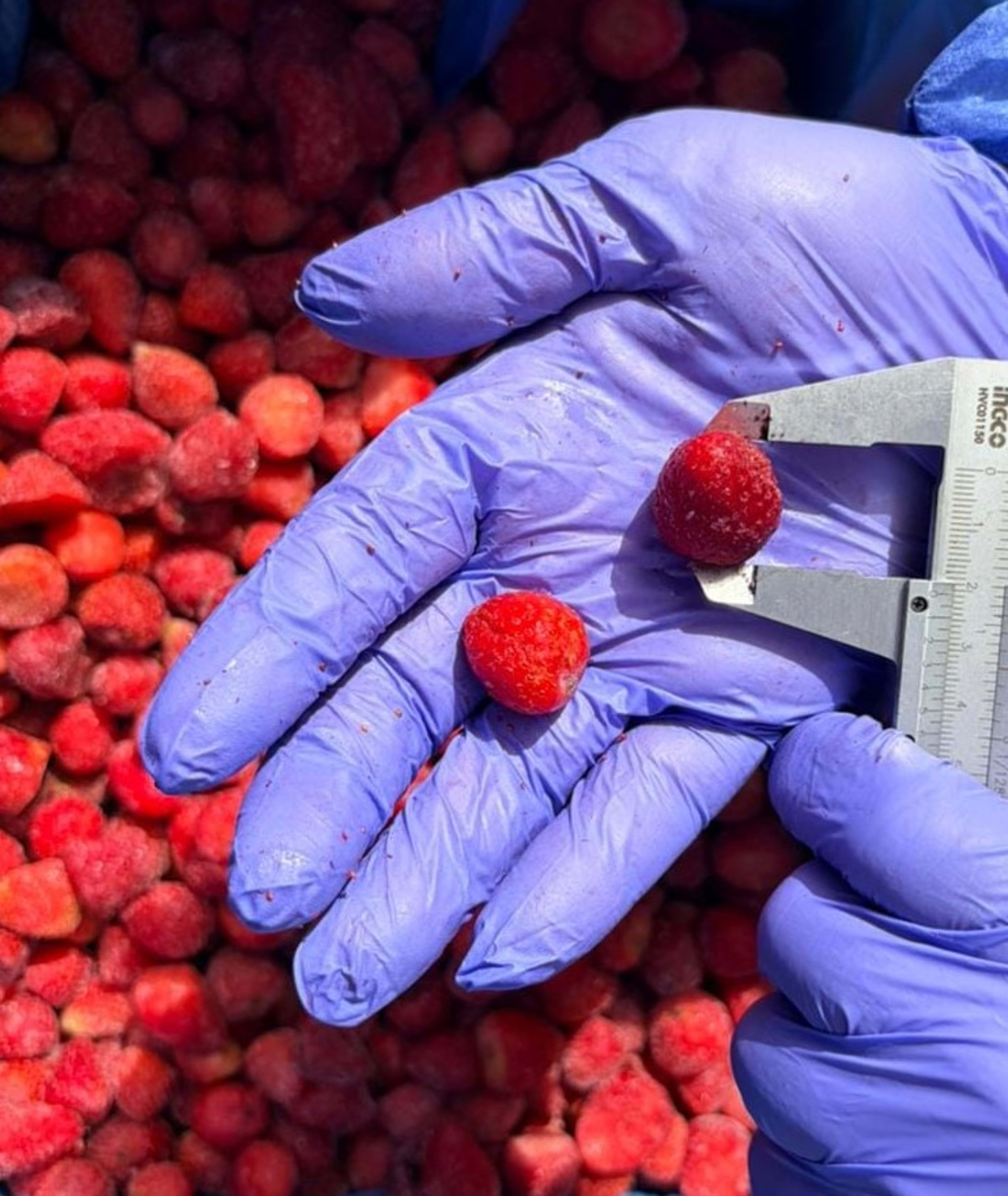 Frozen Strawberry Uncalibrated
