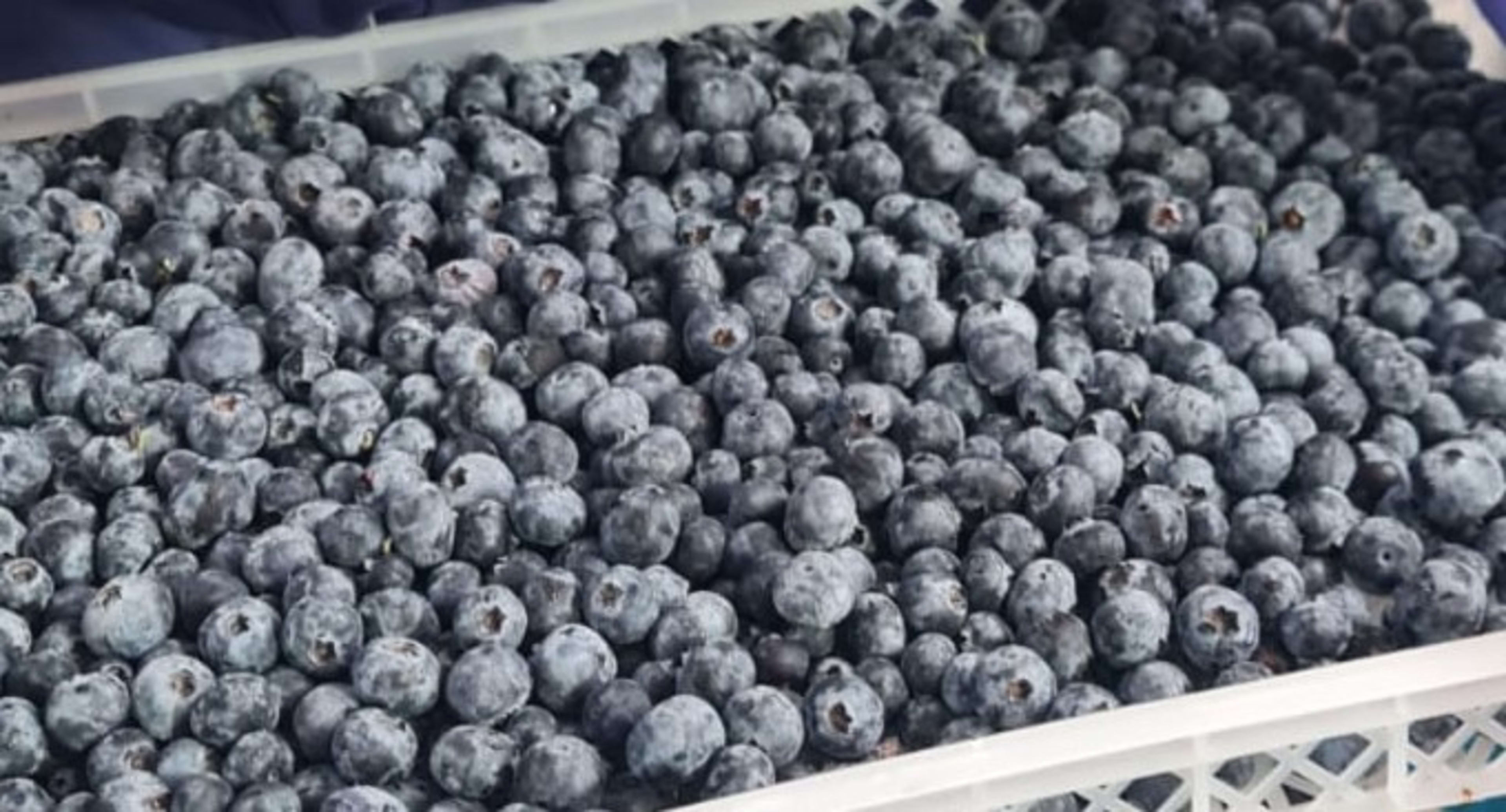 Frozen Blueberries