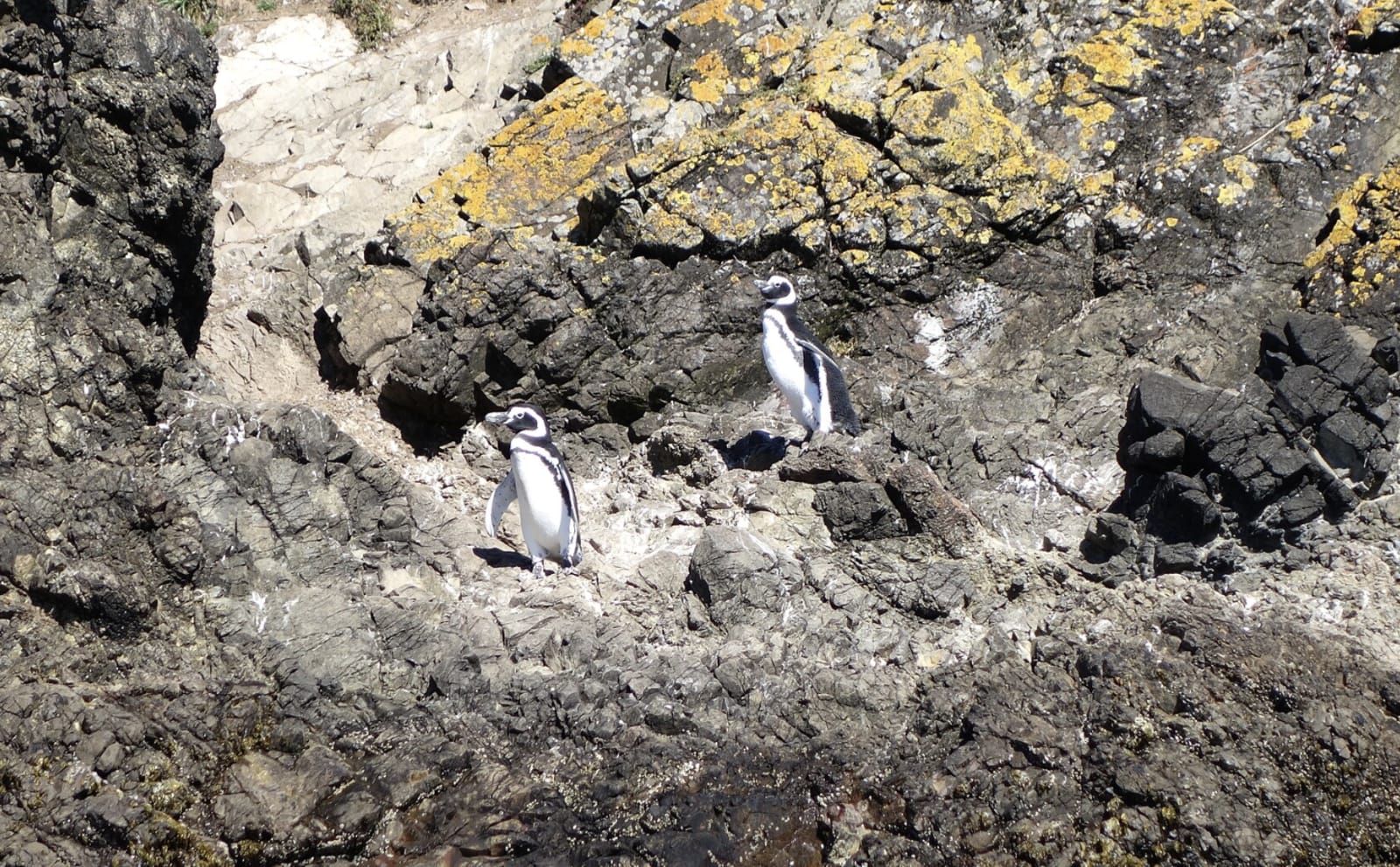 Pingüineras de Puñihuil – Puñihuil — costa oeste, 27 km al SO de Ancud