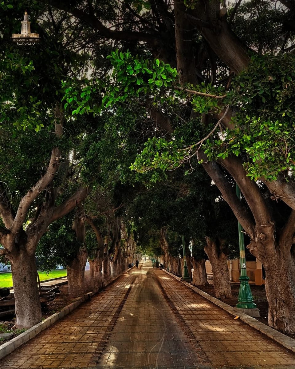Cities, like people, have memories and histories; they have spirits that inhabit their streets and hide in the shade of their trees. - Al-Montazah Gardens. 