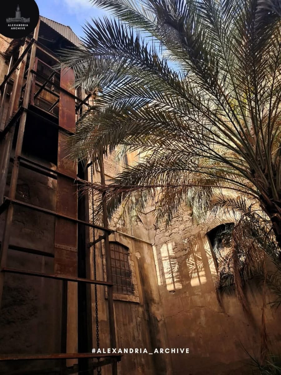 بورصة قطن الإسكندرية 