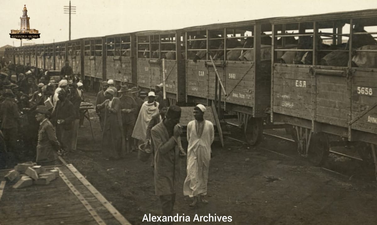 The process of loading horses into wooden train cars inside the port of Alexandria during the First World War around 1914. To transport the horses to the Zeitoun training camps in Cairo. 
