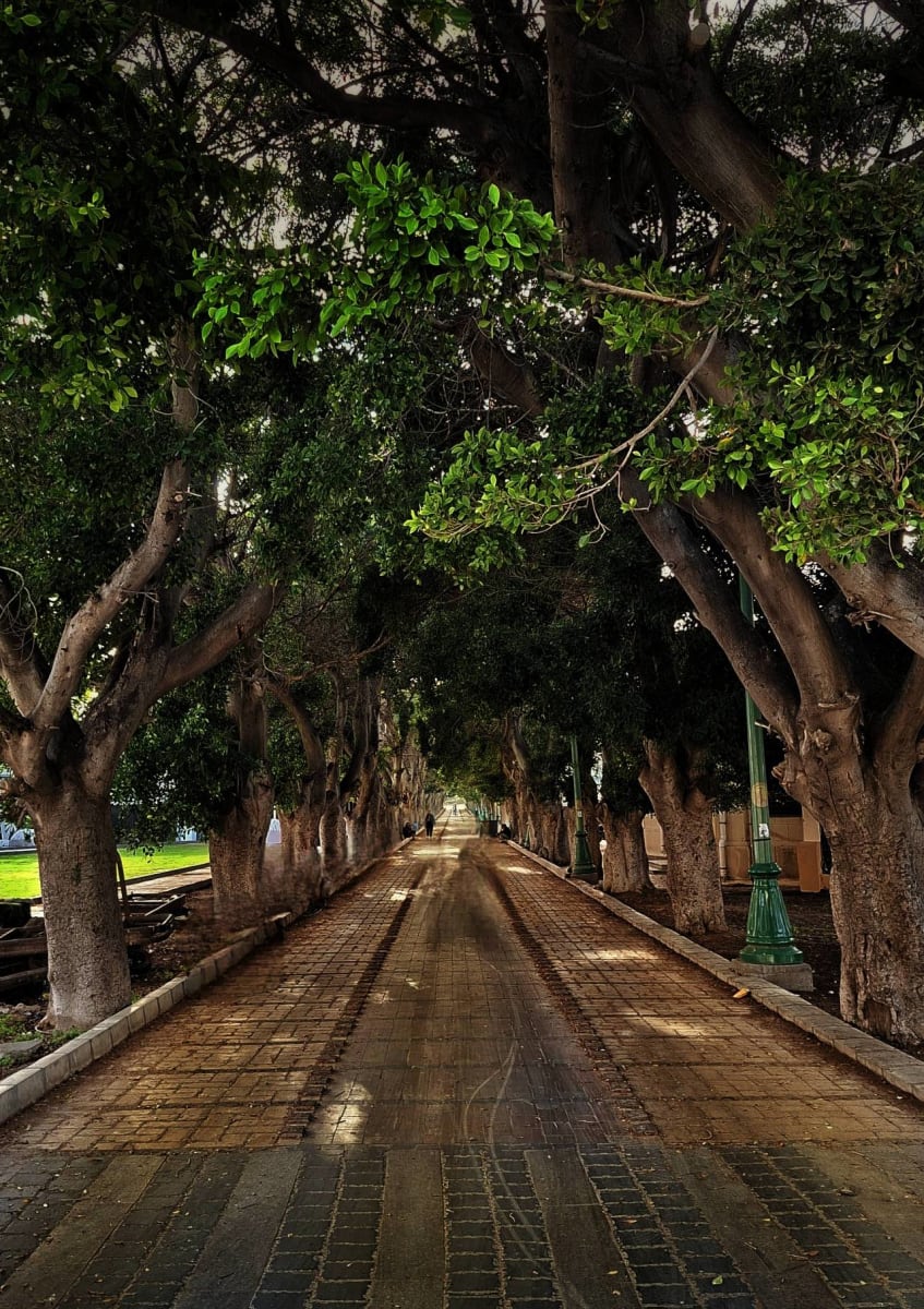 حدائق المنتزة ❤️
