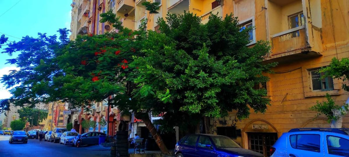 منشور بقلم Rowan Zeid