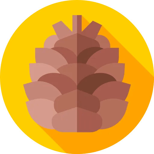 pinecone