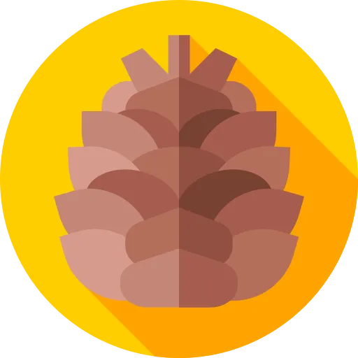 pinecone