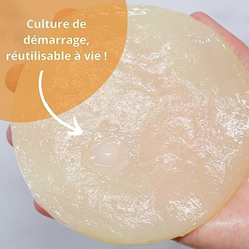 Vue 7 de Kombucha Scoby Kit De