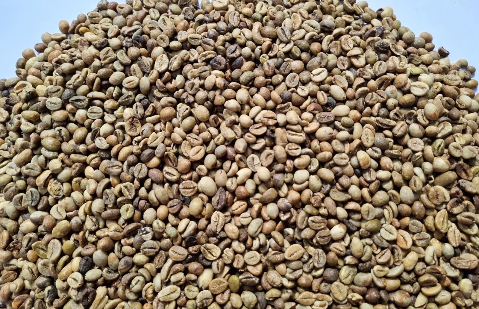 Robusta EK 1 G4 / 60 Defect