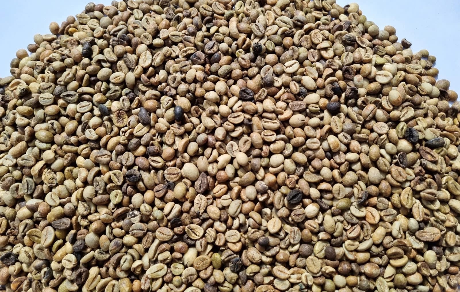 Robusta EK 1 G4 / 80 Defect