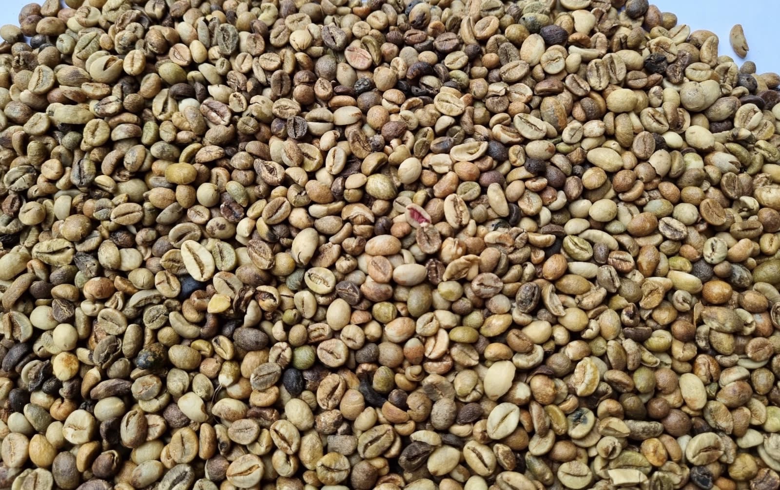 Robusta EK 1 Grade 5 / 120 Defect