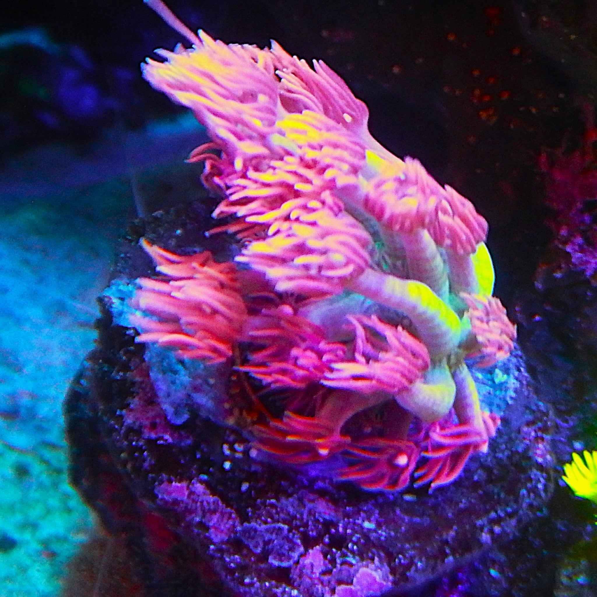 Ruby Red Goniopora