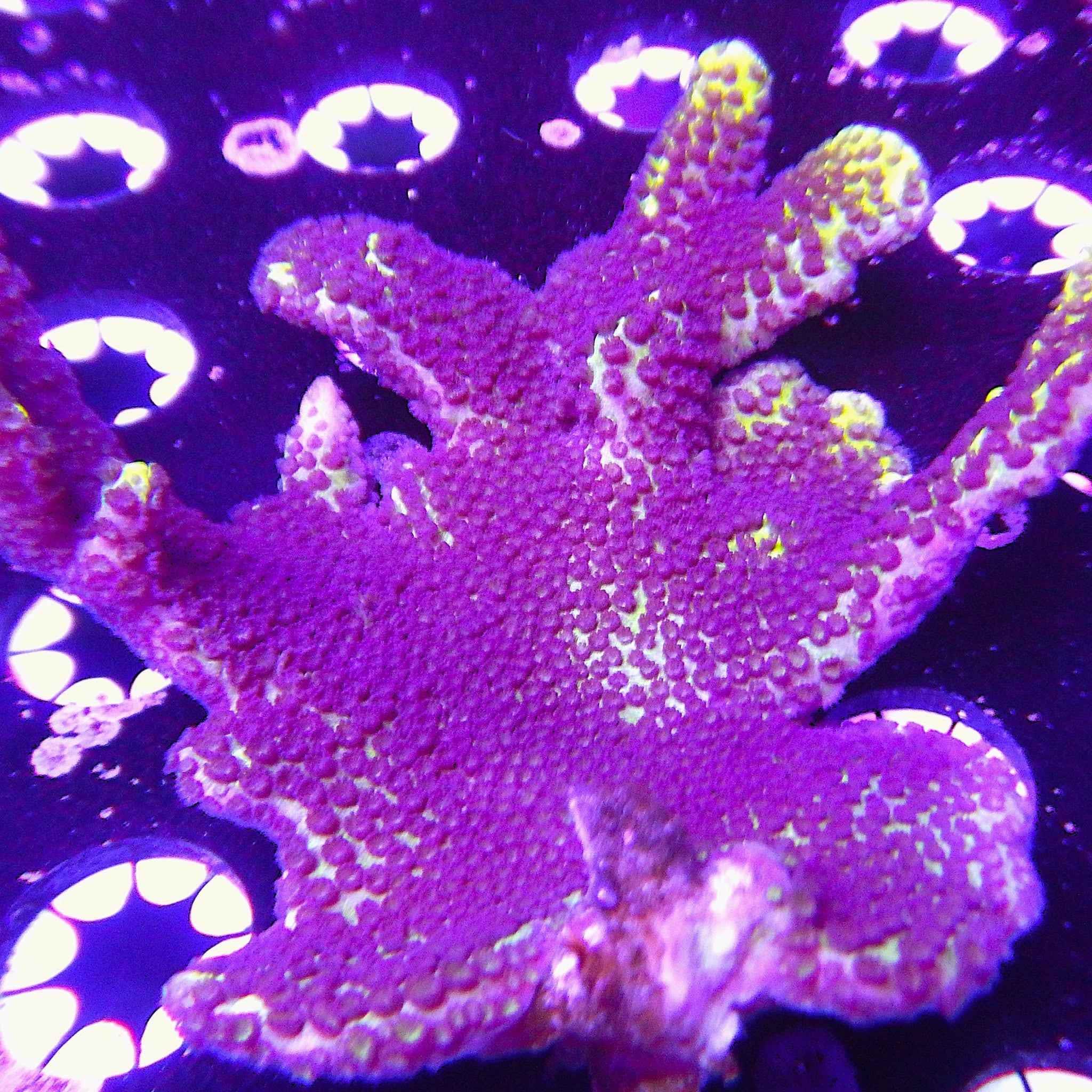 Spudogy Montipora Coral