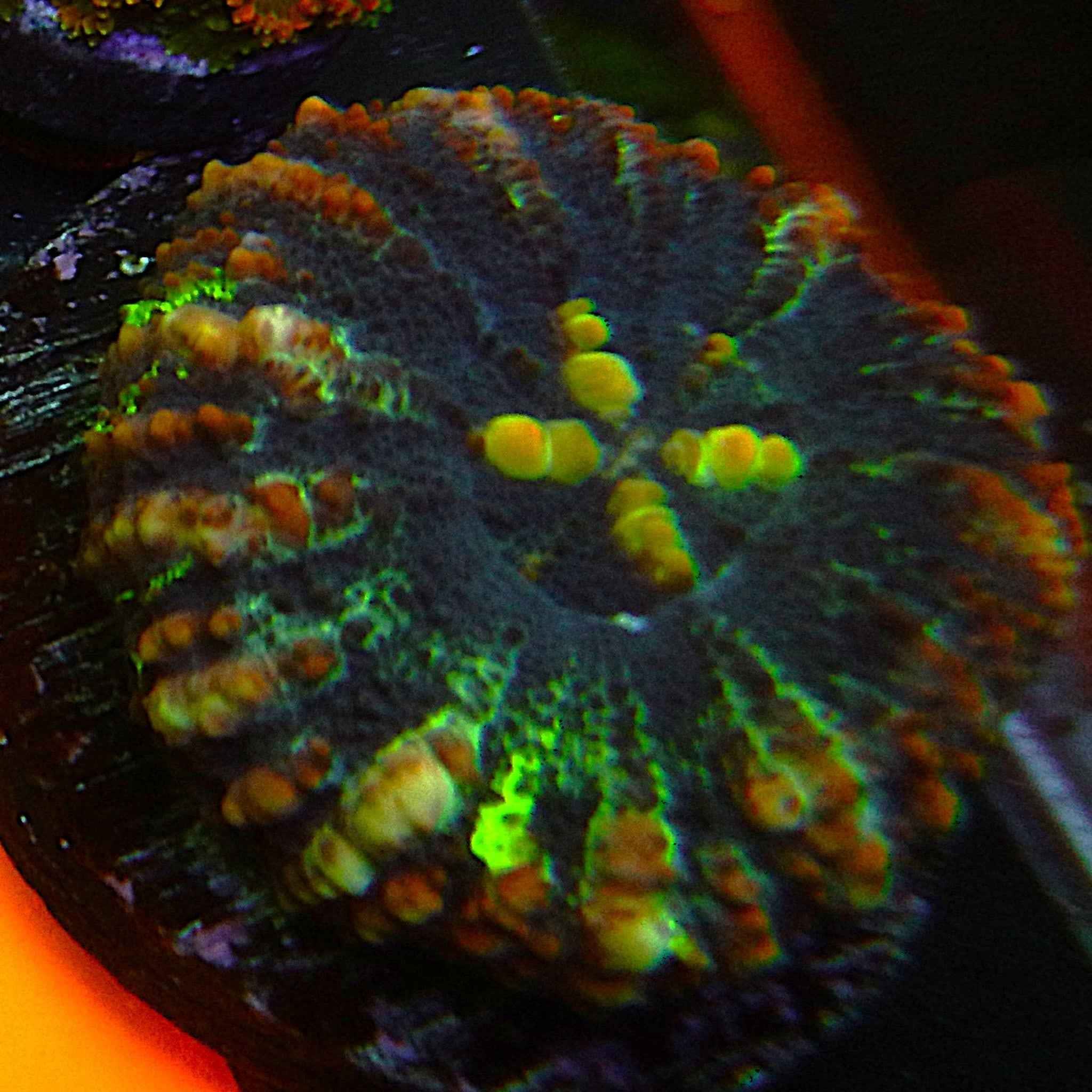 Aussie Mini Scoly Coral