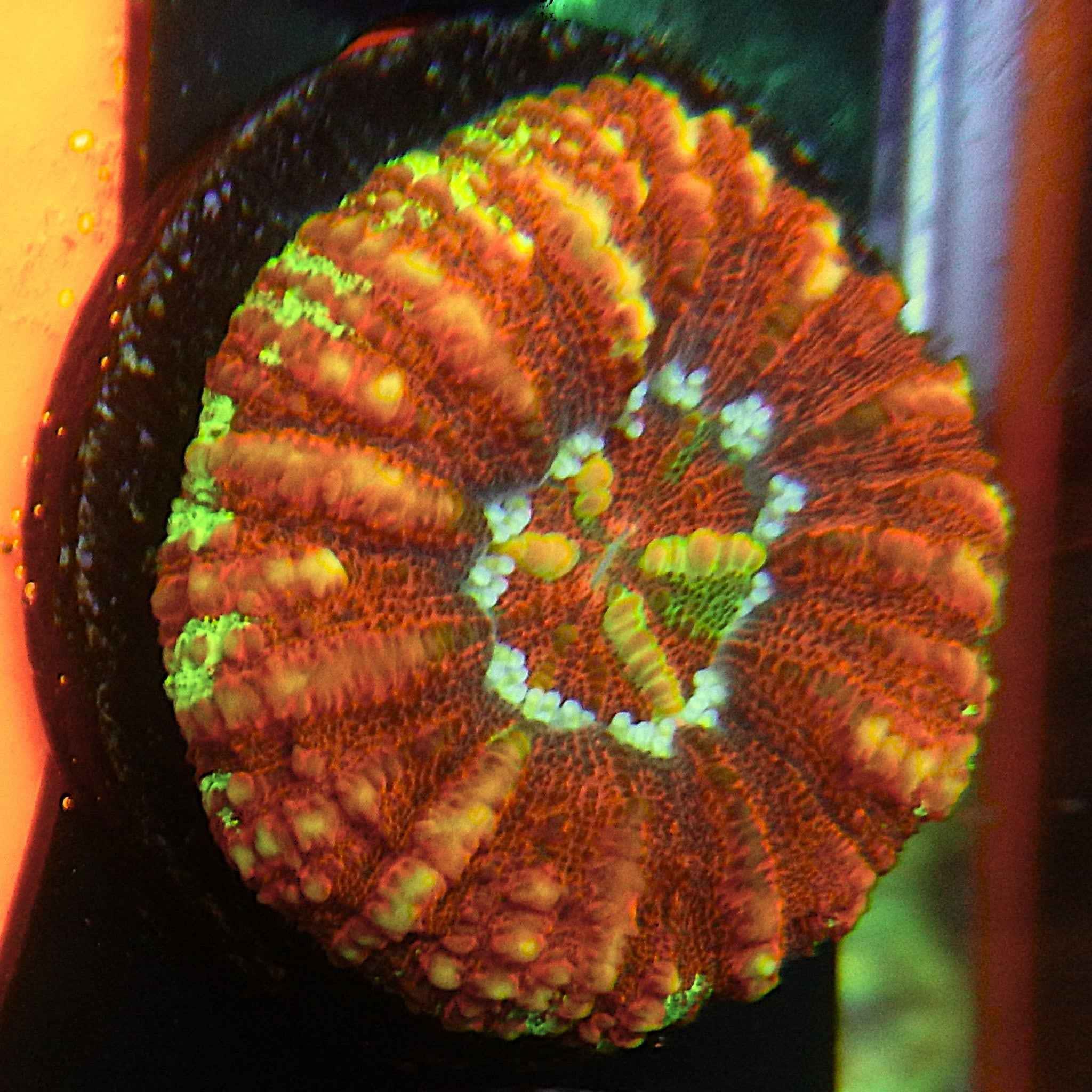Aussie Ultra Mini Red Scoly Coral