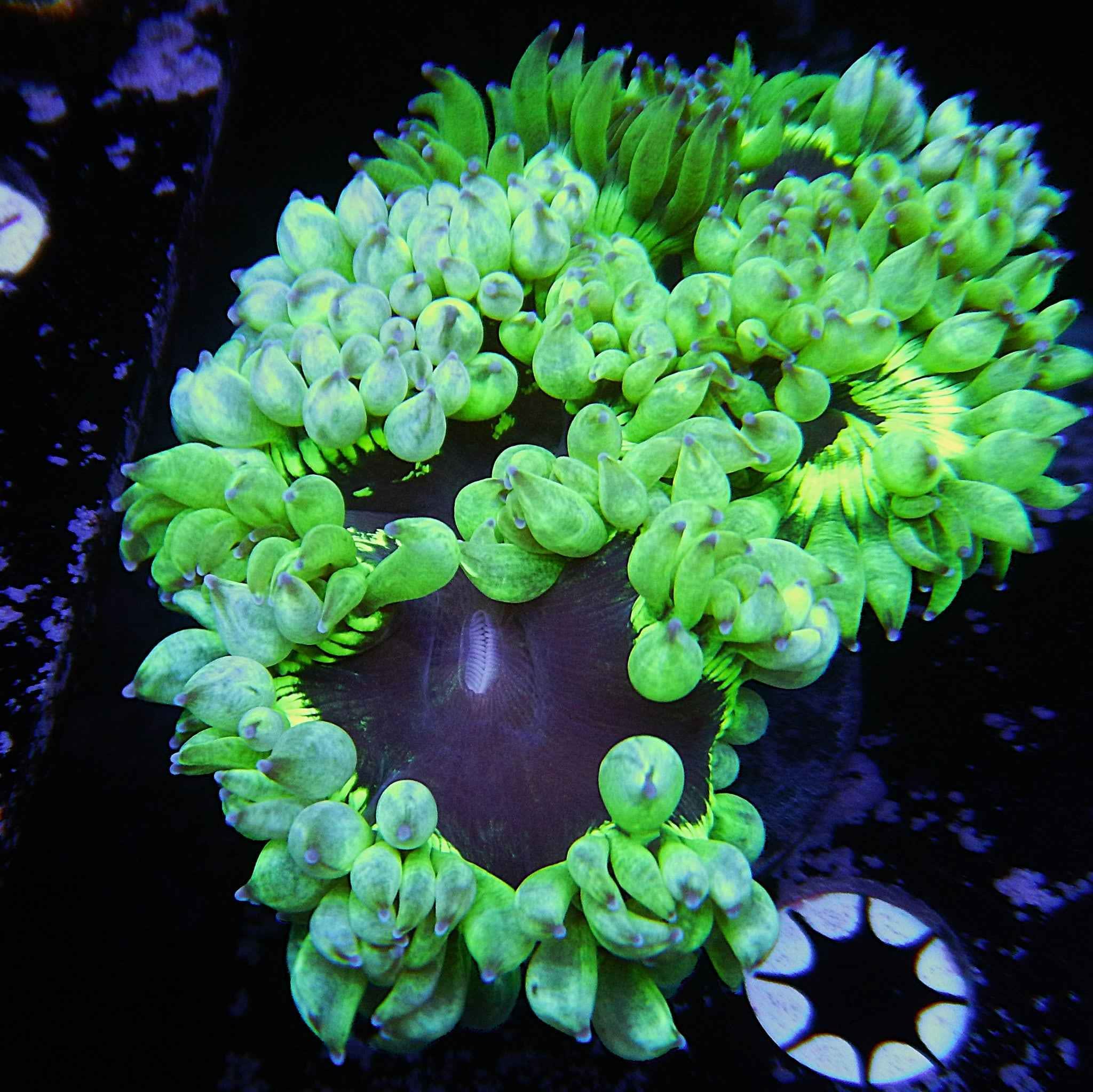 Elegance Cone Coral