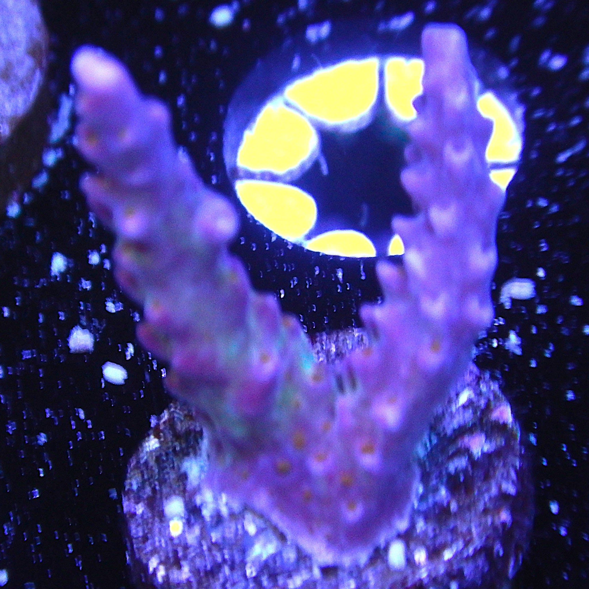 ECC Fireworks Acro Coral